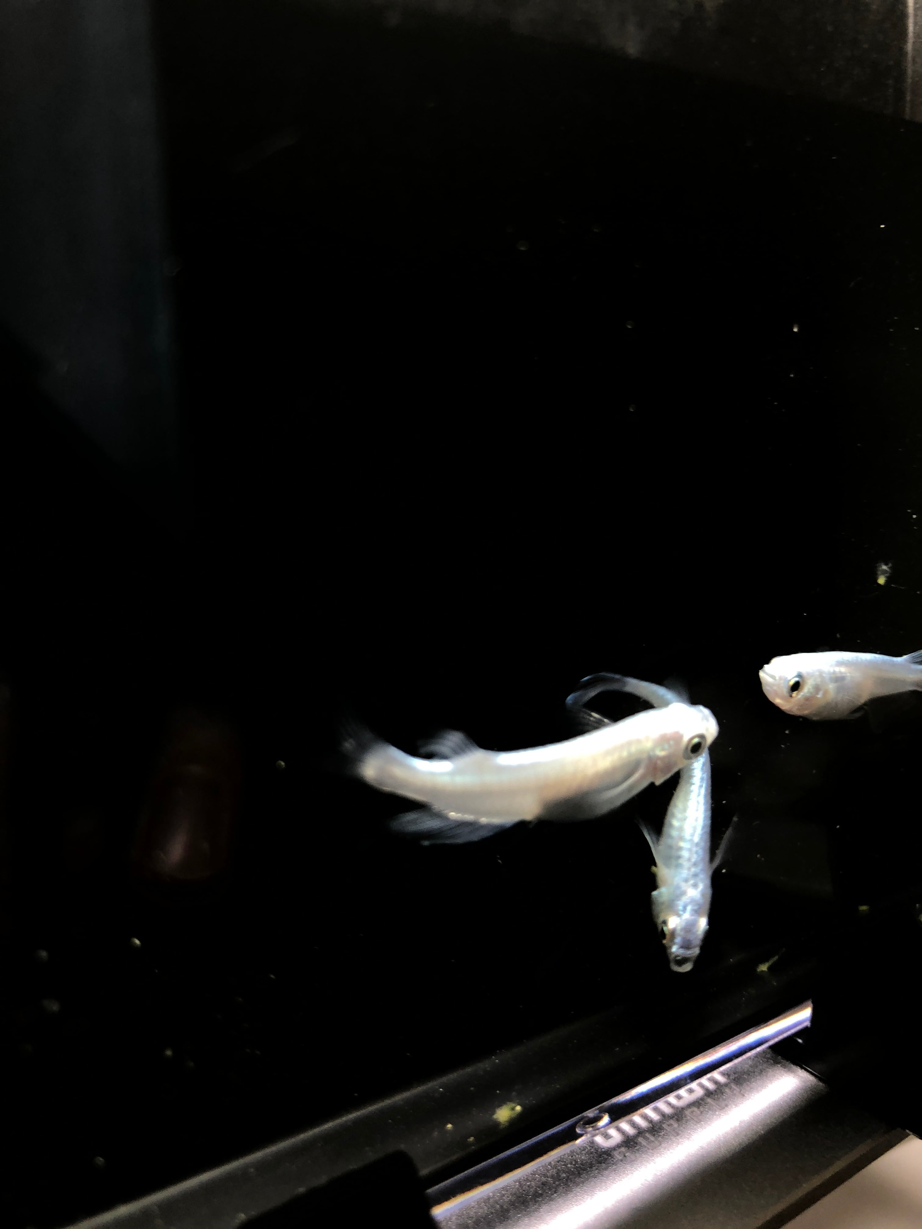 白幹之(みゆき) 鉄仮面、フルボディ 稚魚【サイズ 0.5〜1.5 無差別20匹