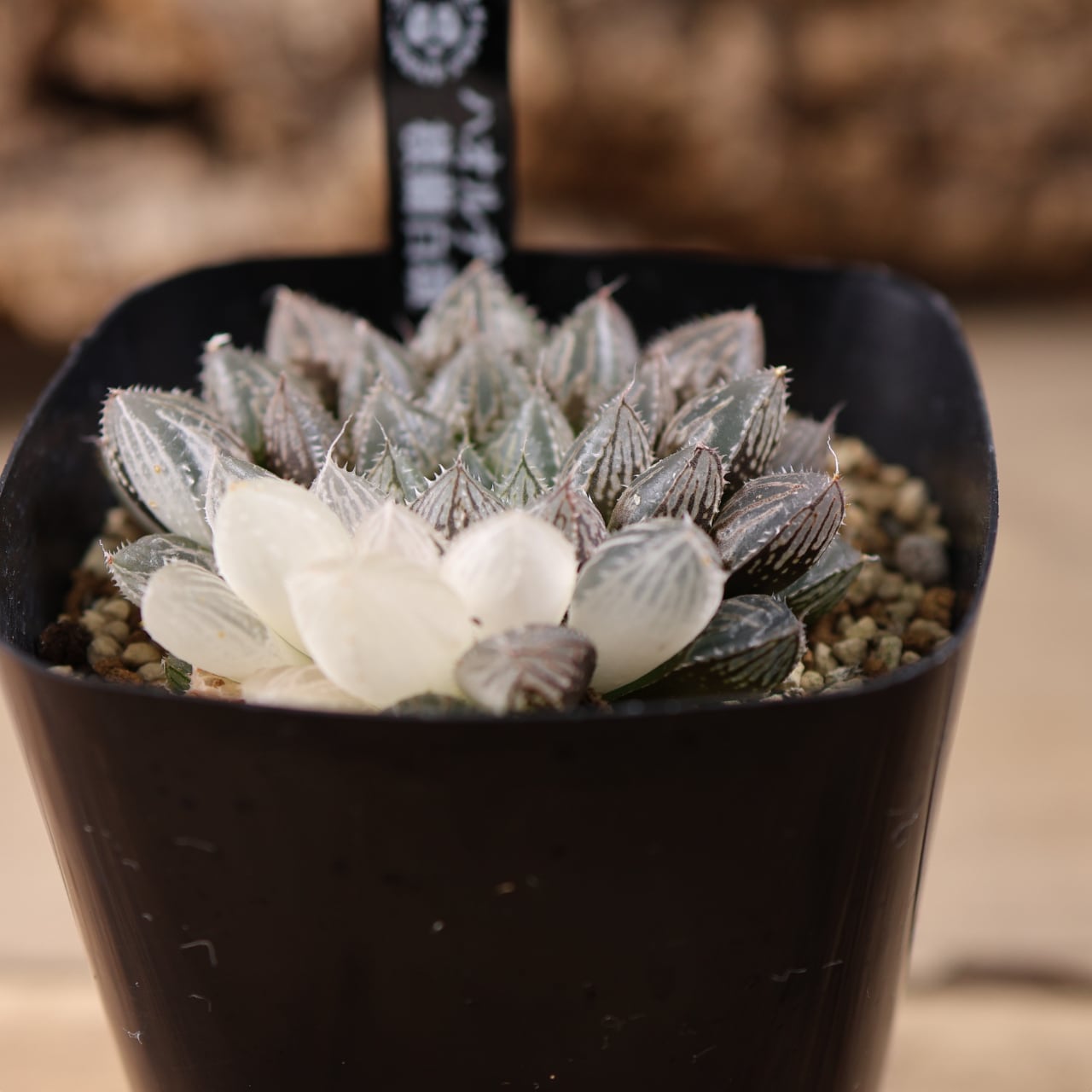 635『ハオルチア 三仙寿錦』観葉植物【送料無料】 | MARX PLANTS