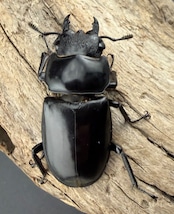 【WD】大型《リノケロスフタマタ 97mm ペア》