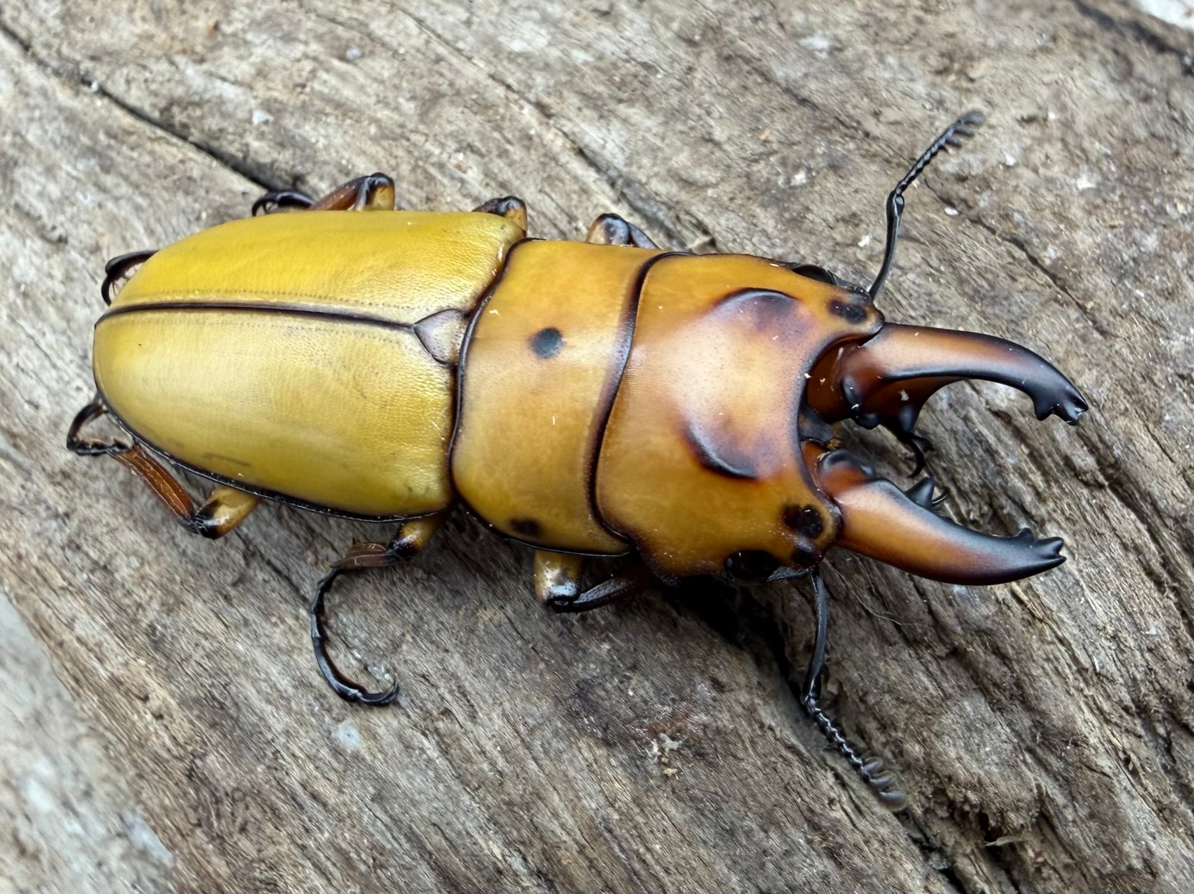 ノコギリクワガタの仲間 | KPW公式オンラインショップ