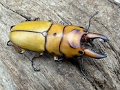 【WD】《オキピタリスノコギリ亜種astericus 34mm ペア》