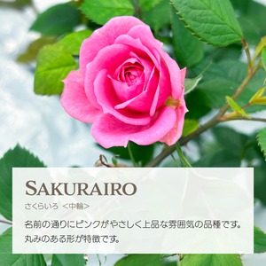 【FISH VEGGIES】エディブルローズ【中輪】5輪　化学肥料/化学農薬不使用だから安心して食べられる