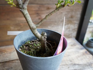 【現物】リューカデンドロン　”Safari Sunset”