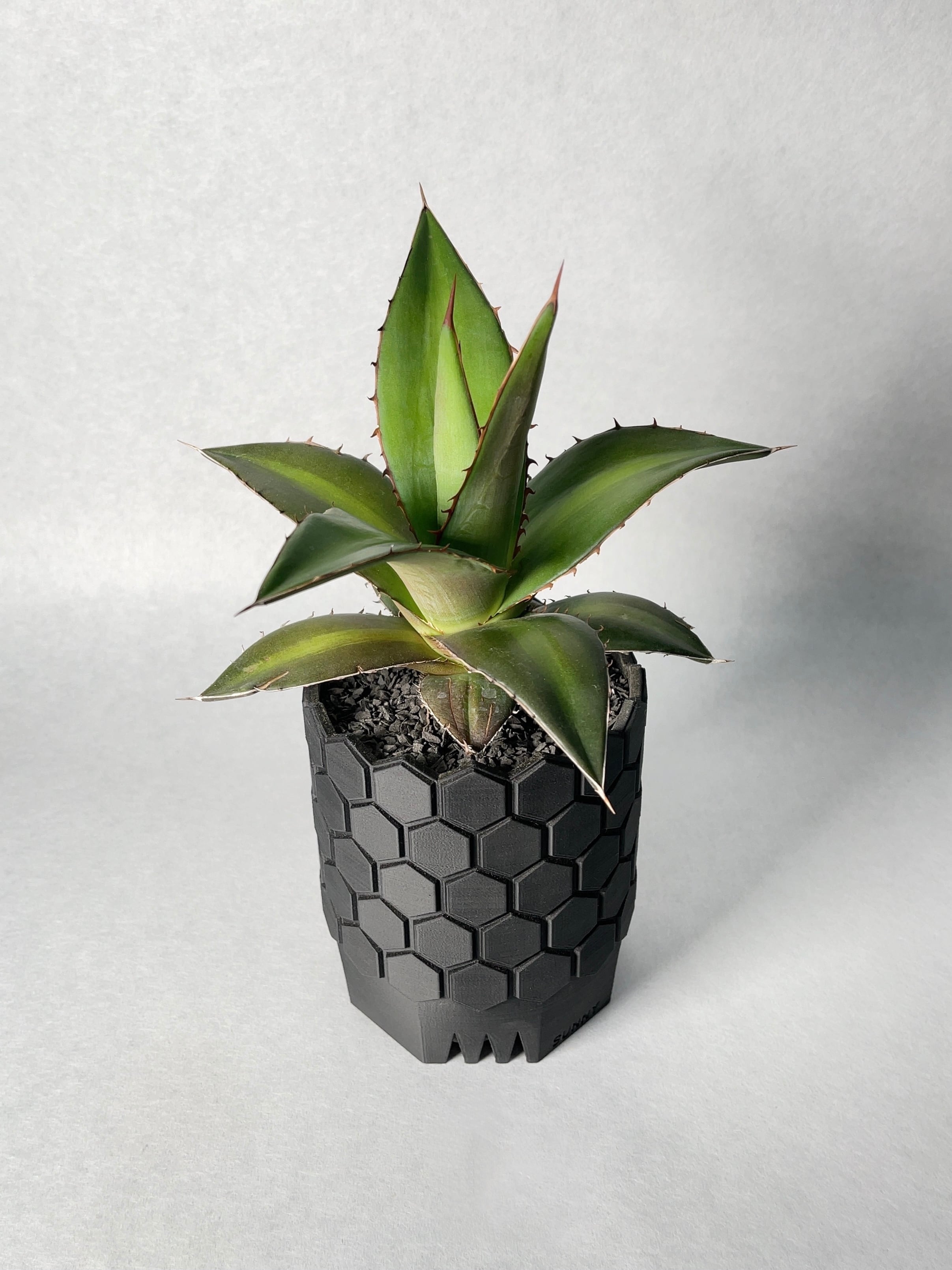 アガベ・ケルチョベイ | trigger