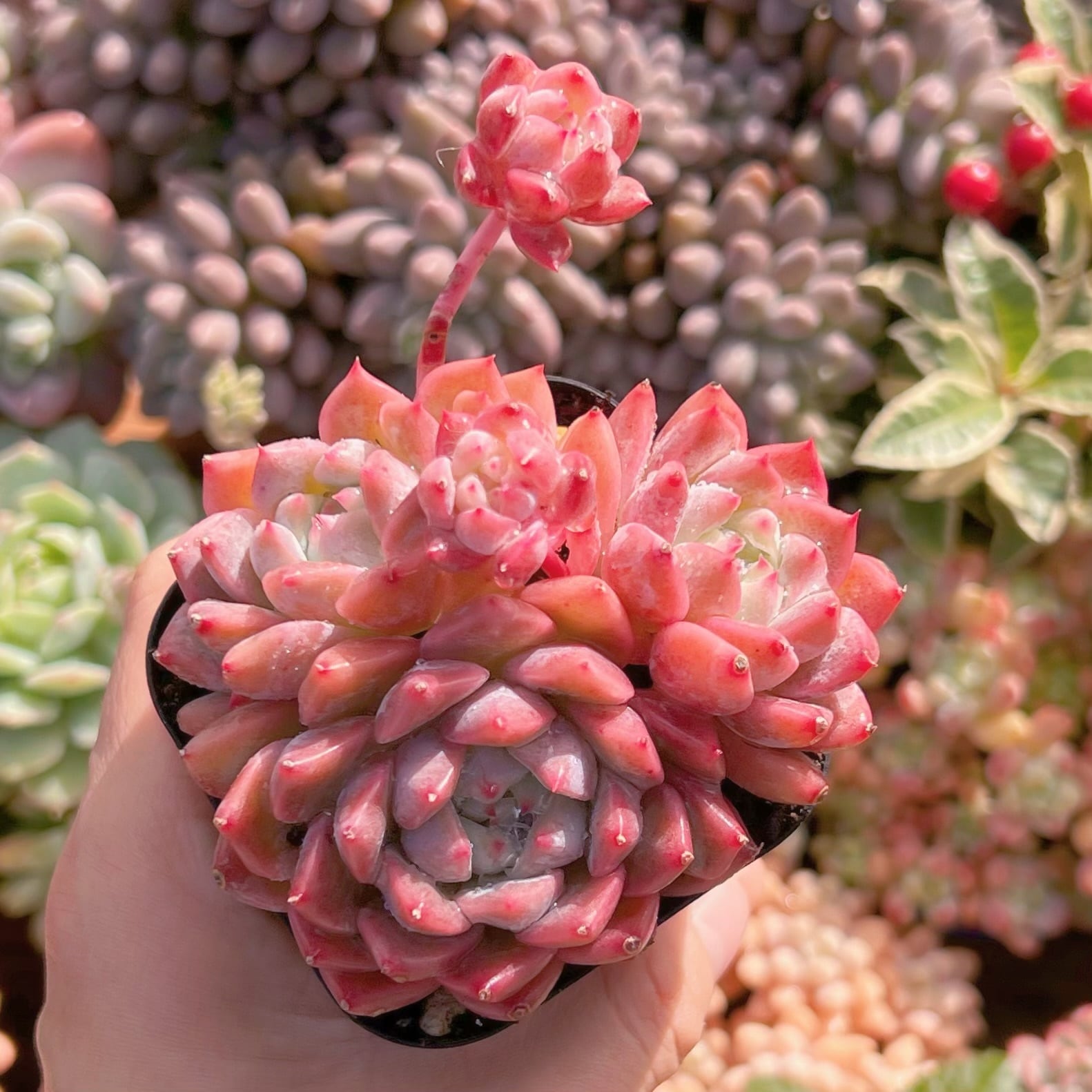 現品　プロリフェラxラウル#547   るる農園