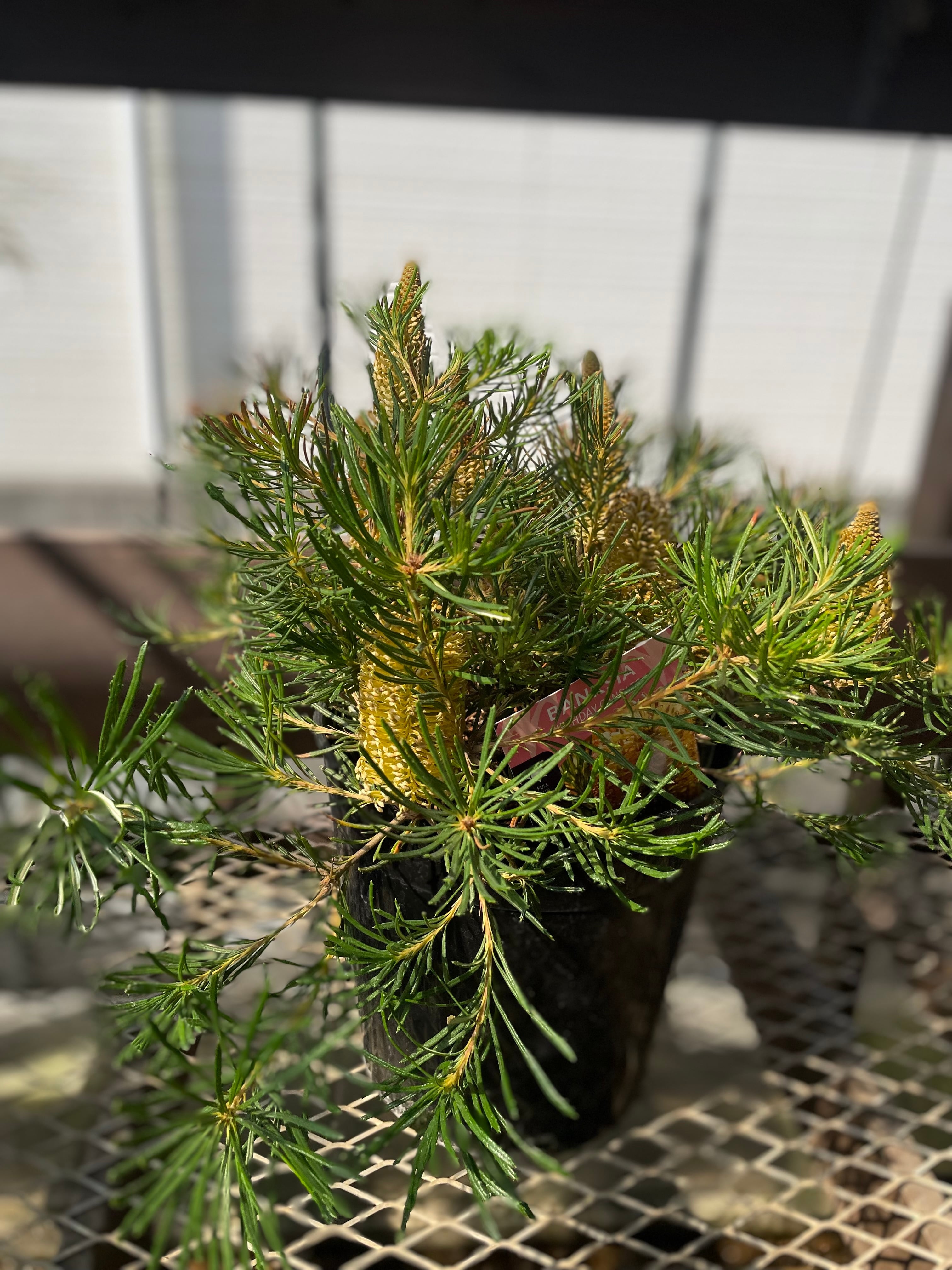 プロテア オーストラリスパッション | 沼ノ上農園