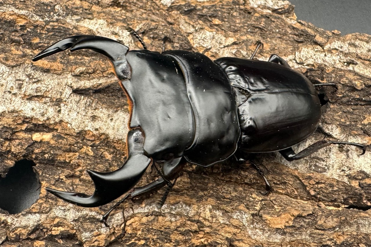 《インドアンタエウスオオクワ 74mm ペア》