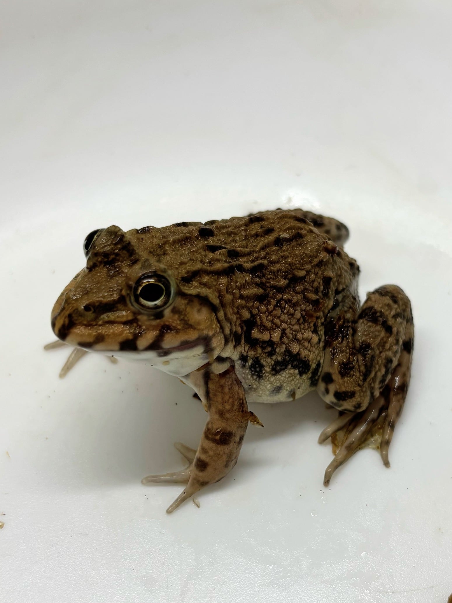 ババトラフガエル⑦ 1匹 | まるころ商店〜まるくてころころした生き物