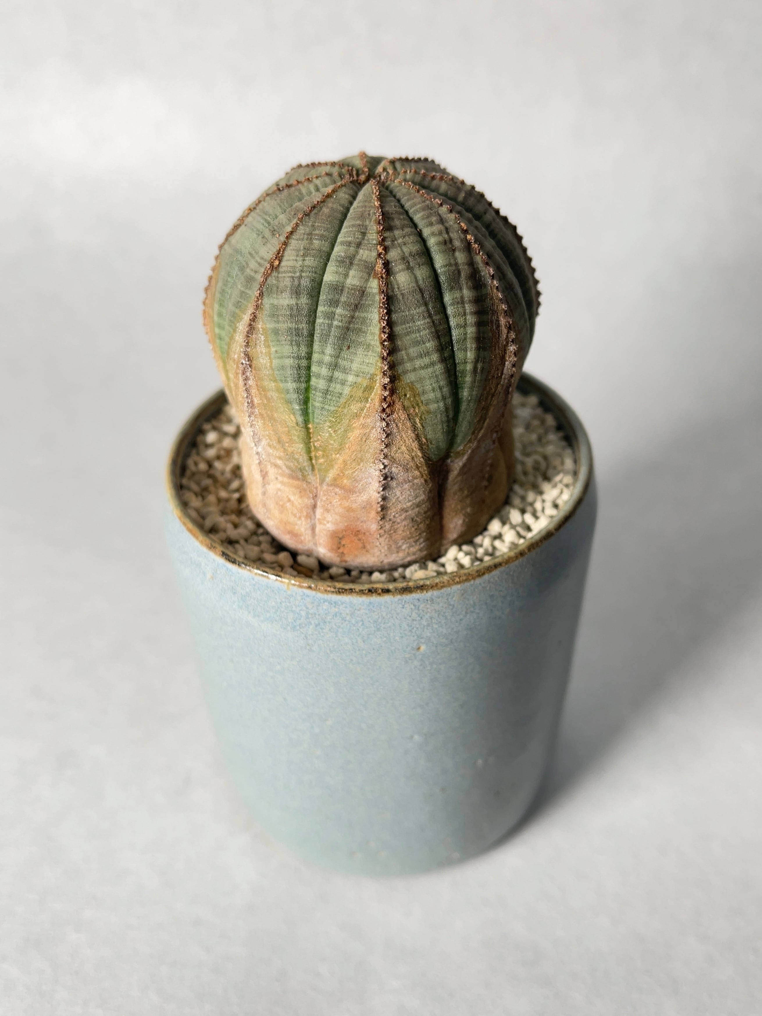 ユーフォルビア オベサ オールド 【公式通販】