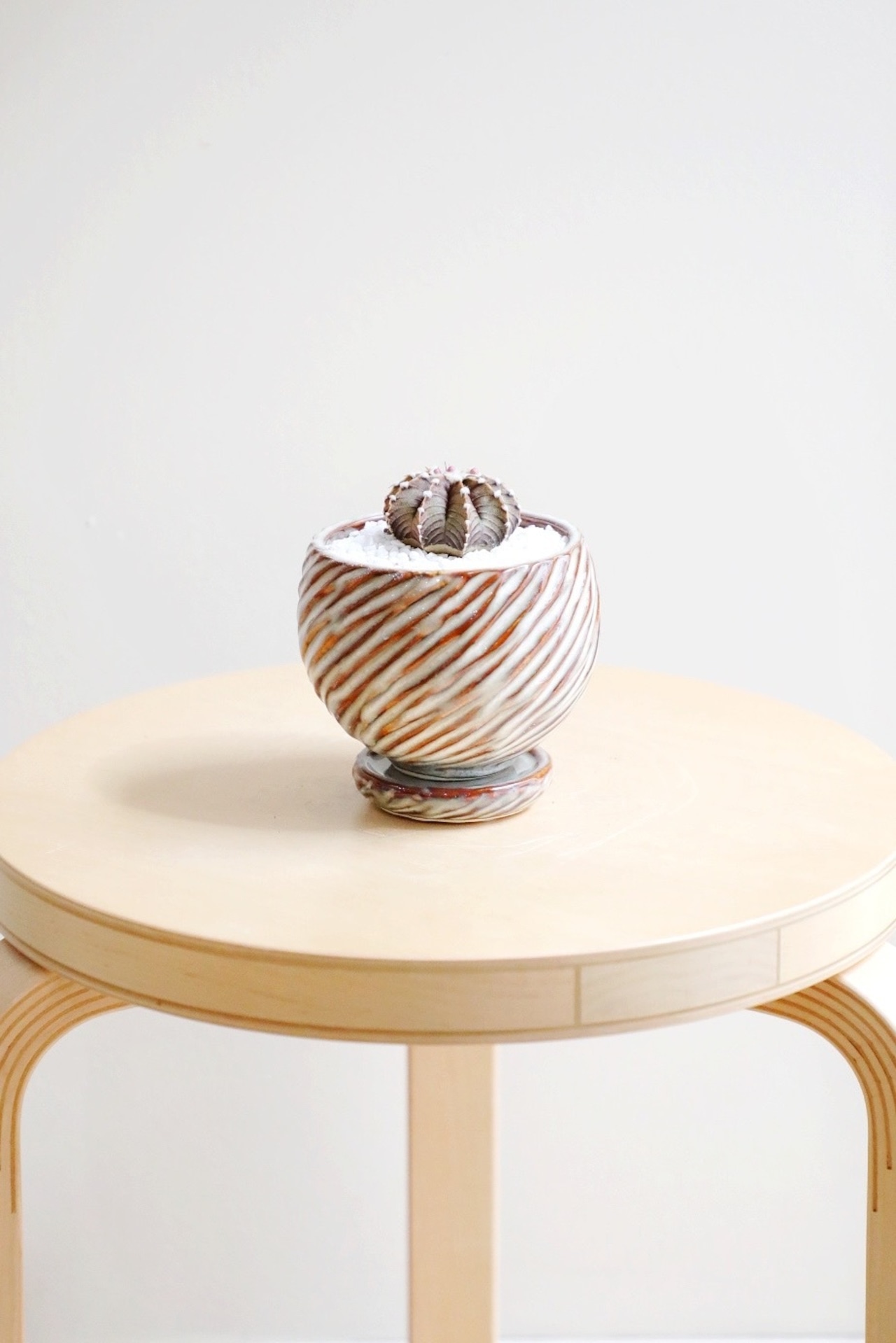 【希少】【S】ギムノカリキウム ミハノビッチ VOS1241/Gymnocalycium mihanovichii