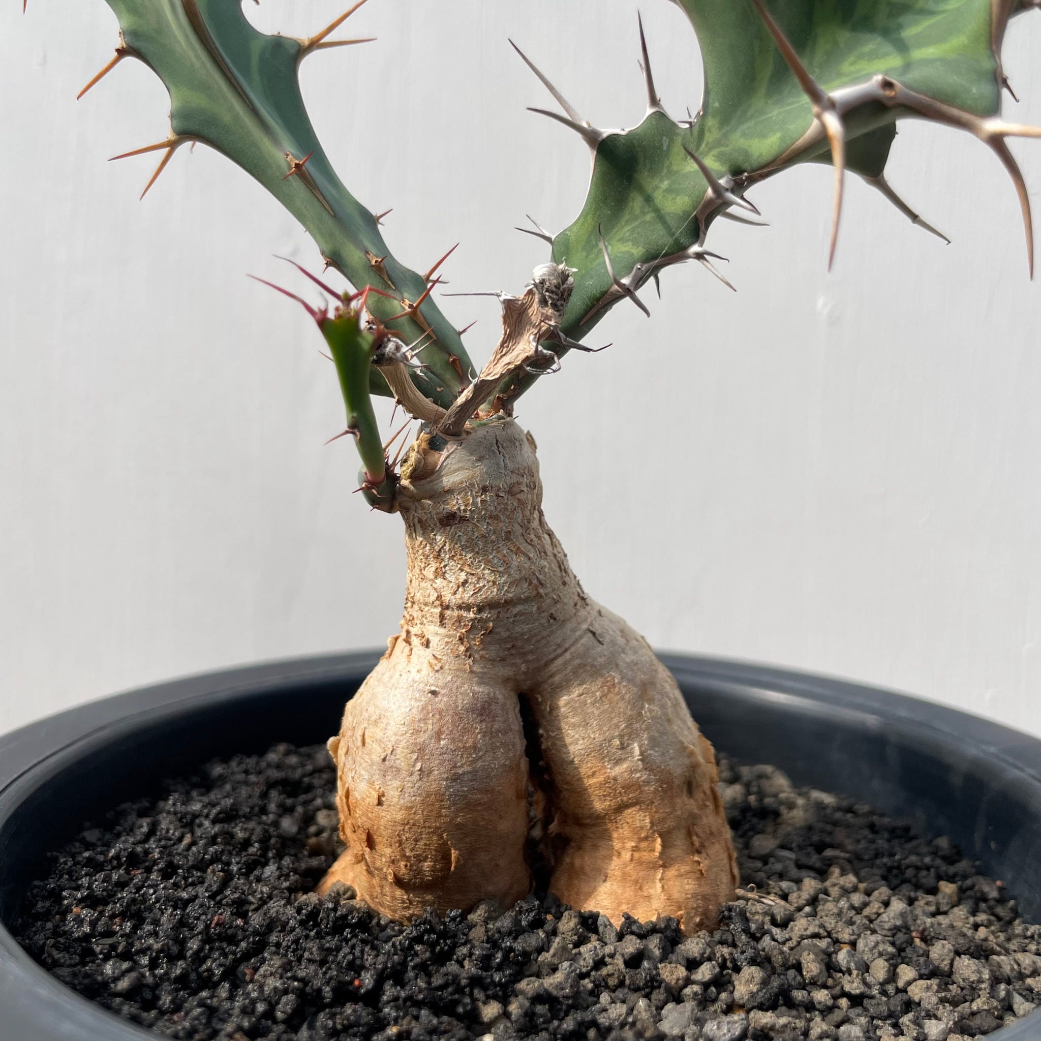 ユーフォルビア・ブルアナ（Euphorbia buruana）　希少 ユーフォルビア・ブルアナ（Euphorbia buruana） 希少