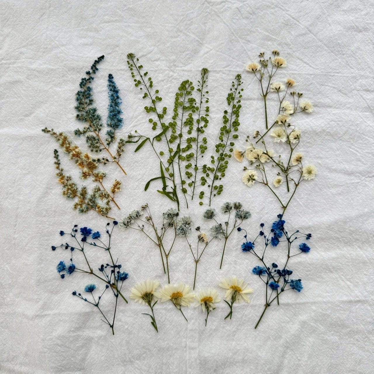 6種のドライフラワーセット m flowers様コラボ企画