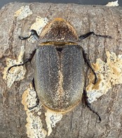 《ヘラクレス・ヘラクレス 153mm ペア》