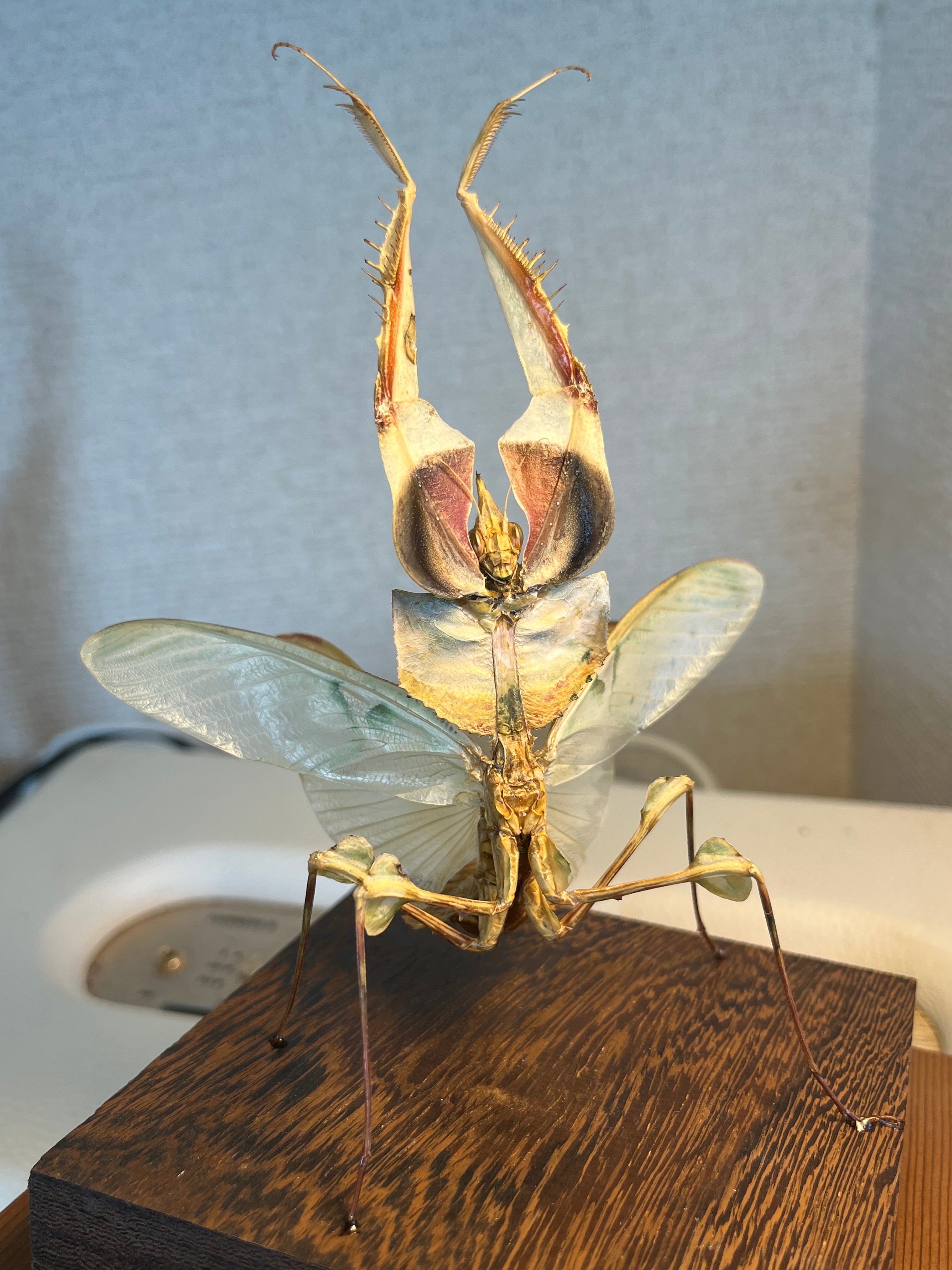 蟷螂傑作】ニセハナマオウカマキリ マンティスタランチュラムカデ