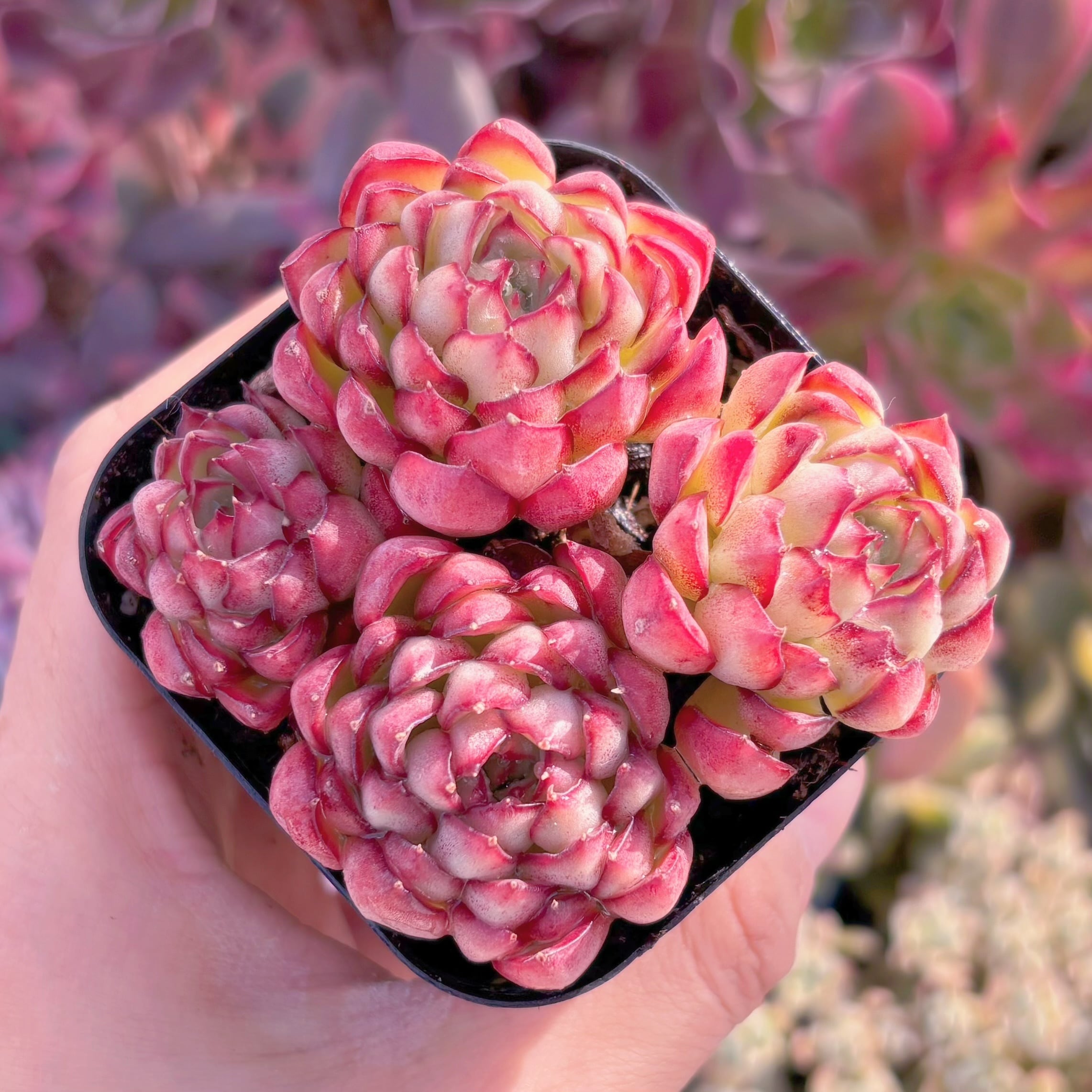 現品　ドリームローズ#813　るる農園