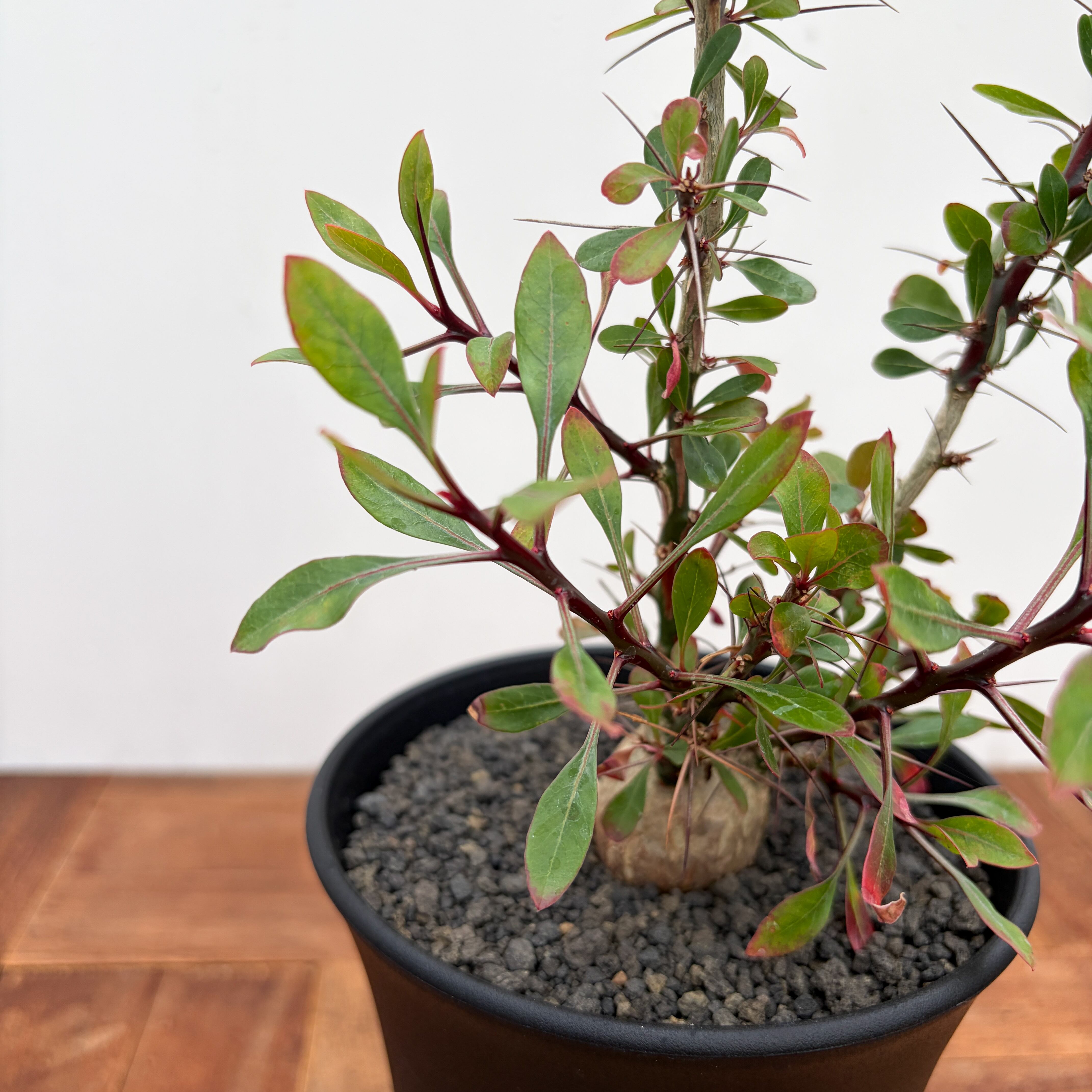 Fouquieria fasciculata【フォークイエリア・ファシクラータ・実生