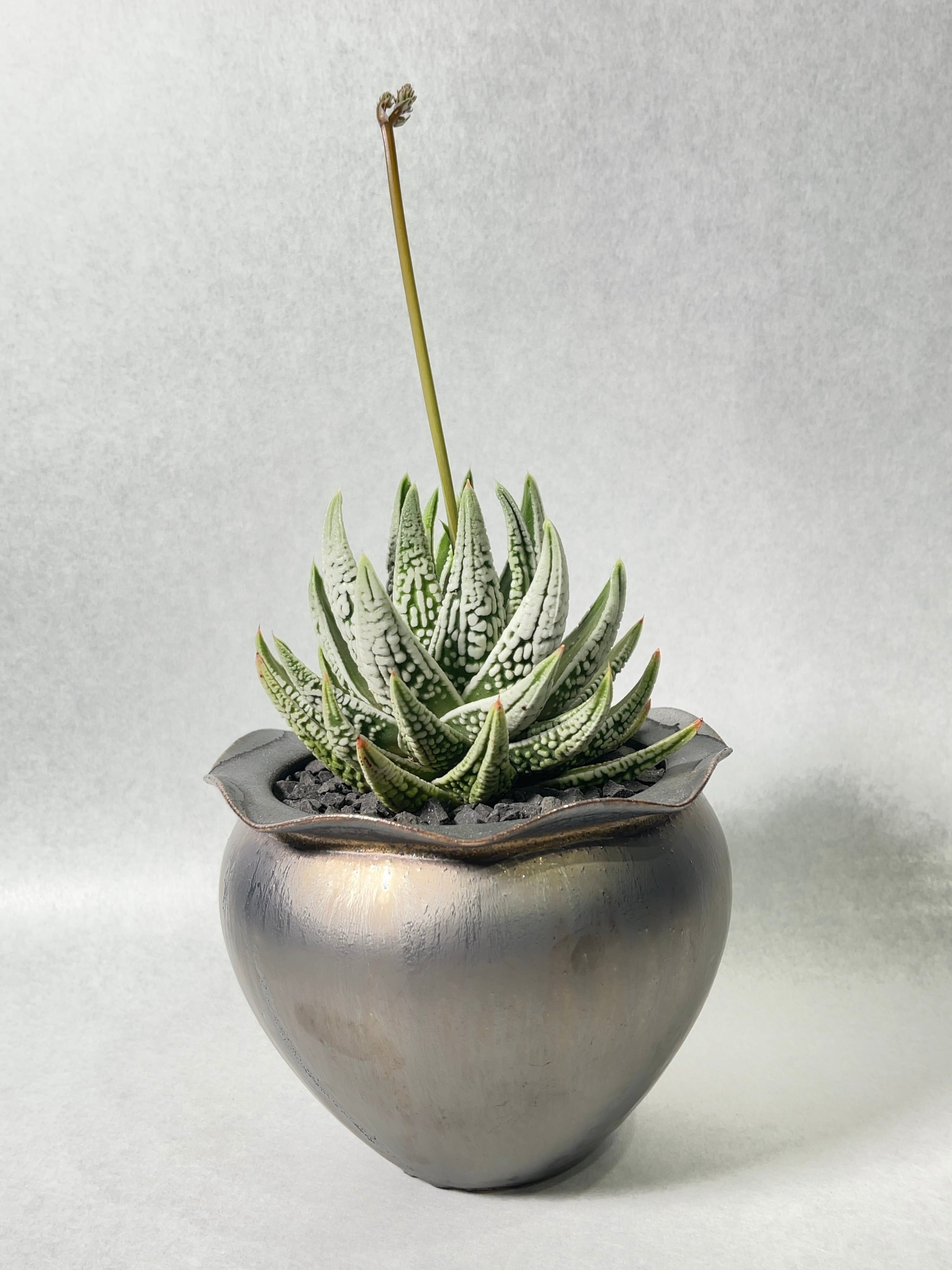 多肉植物 ハオルチア 皇帝錦 ハオルチア・皇帝 | trigger