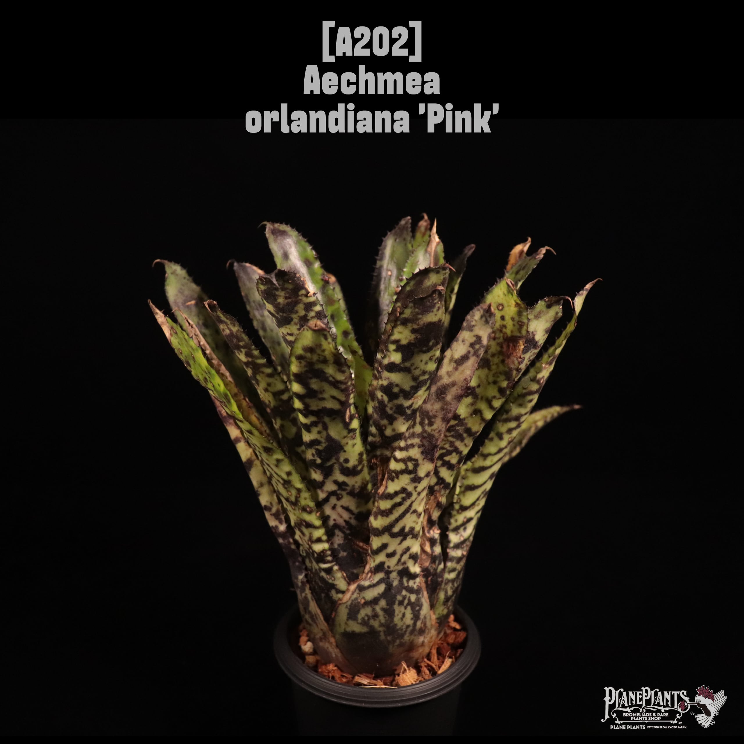 Aechmea orlandiana 'Pink'〔エクメア〕A202