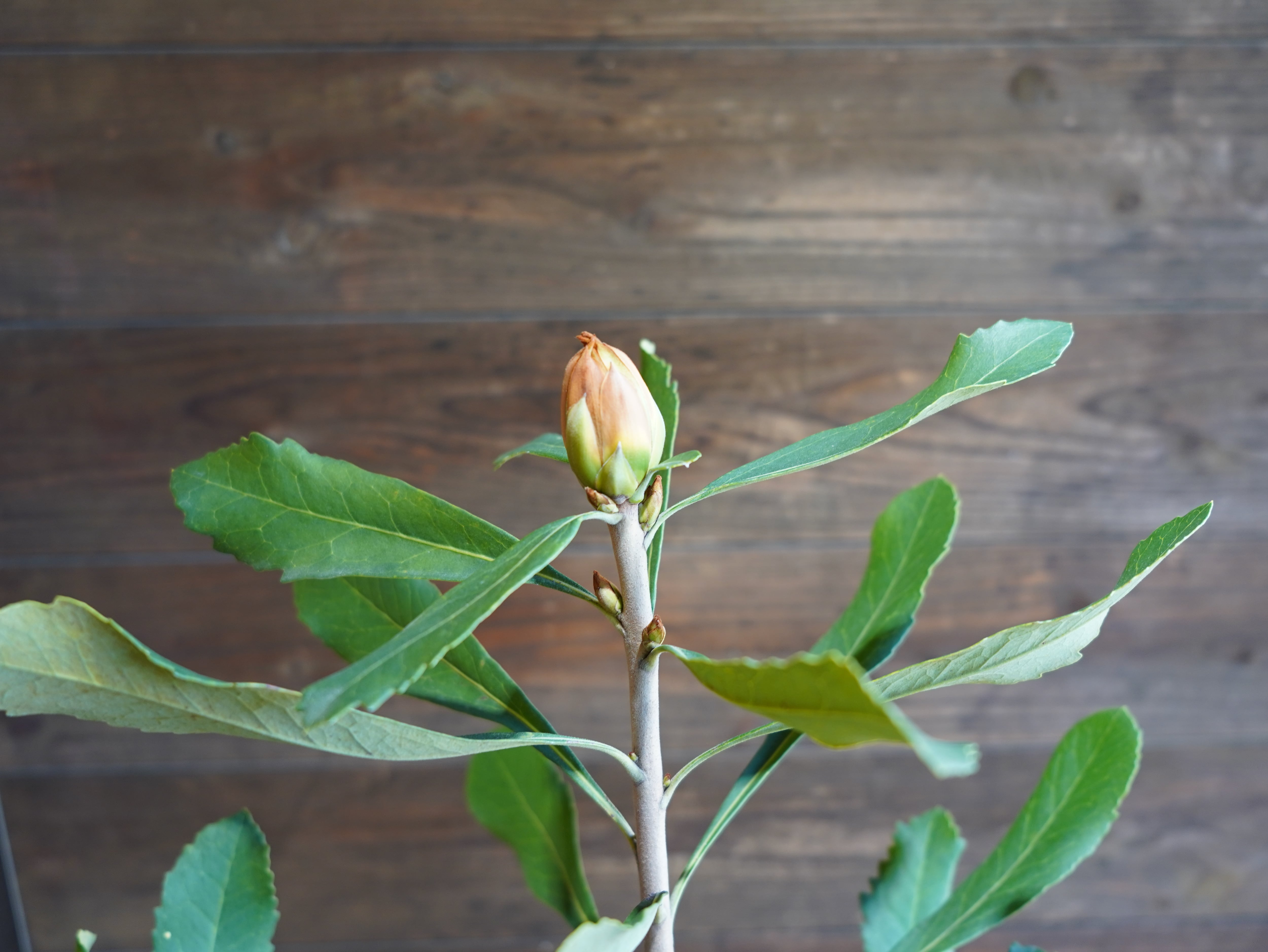 【現物】テロペア　”シェイディレディイエロー”