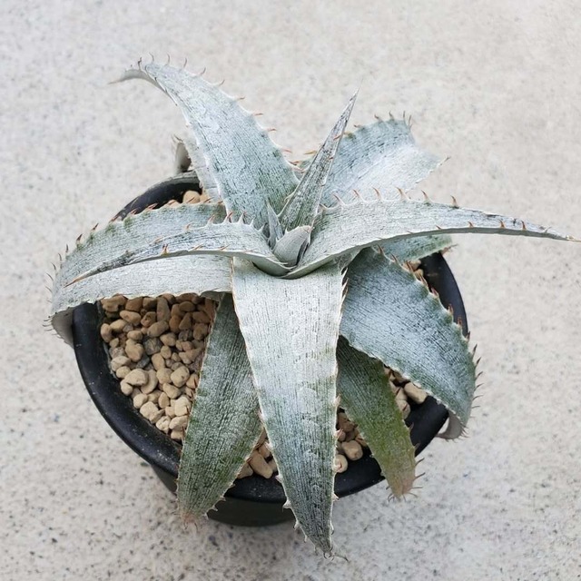 Otto氏ハイブリッド | レアプランツ通販サイトPlants Maniax（プランツ 