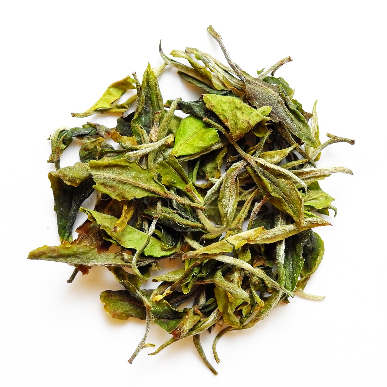 【2025早春】Himalayan White ヒマラヤン・ホワイト No.238 2025 Early Spring 10g