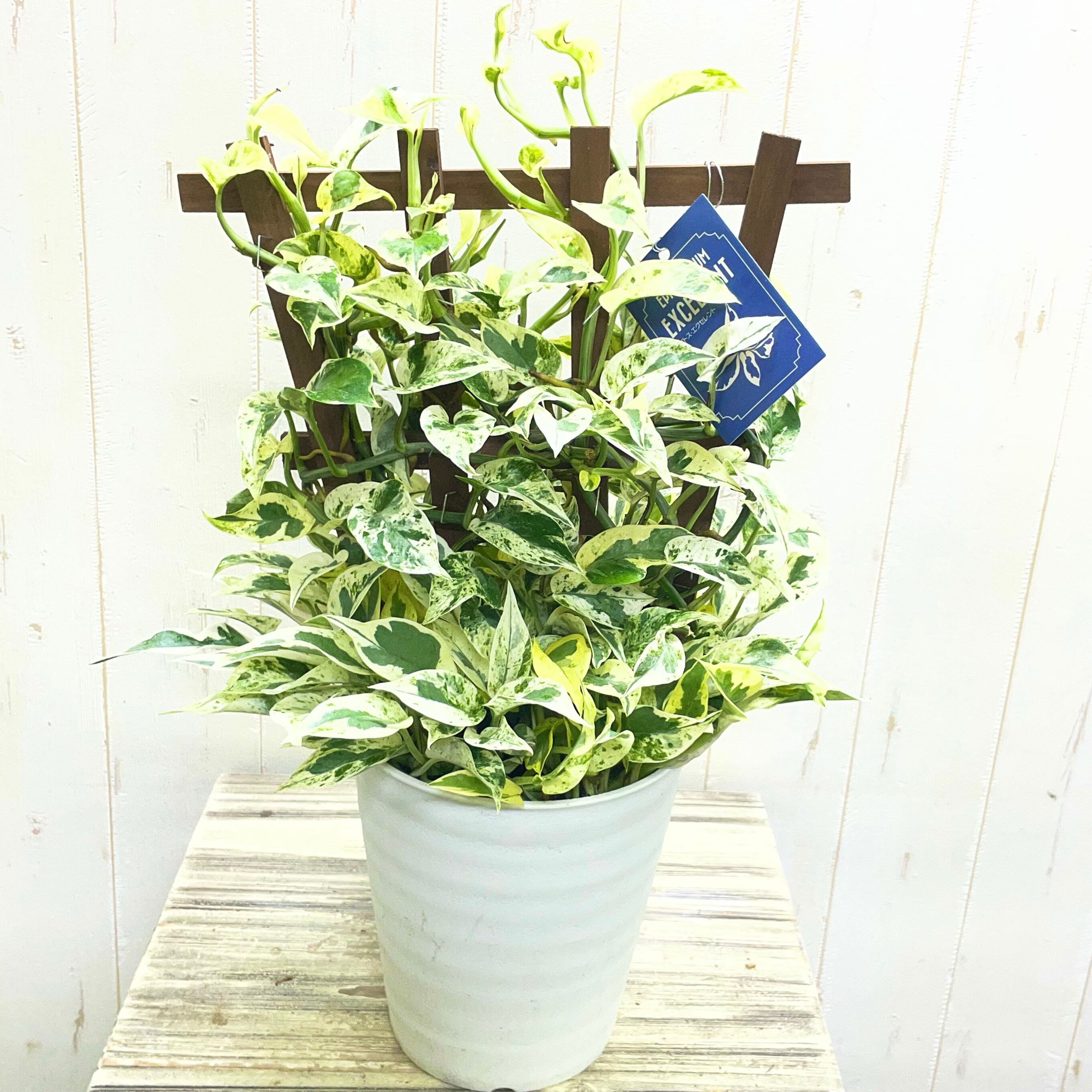3年半ぶり入荷】ポトス エクセレント フェンス仕立て｜希少な斑入りの