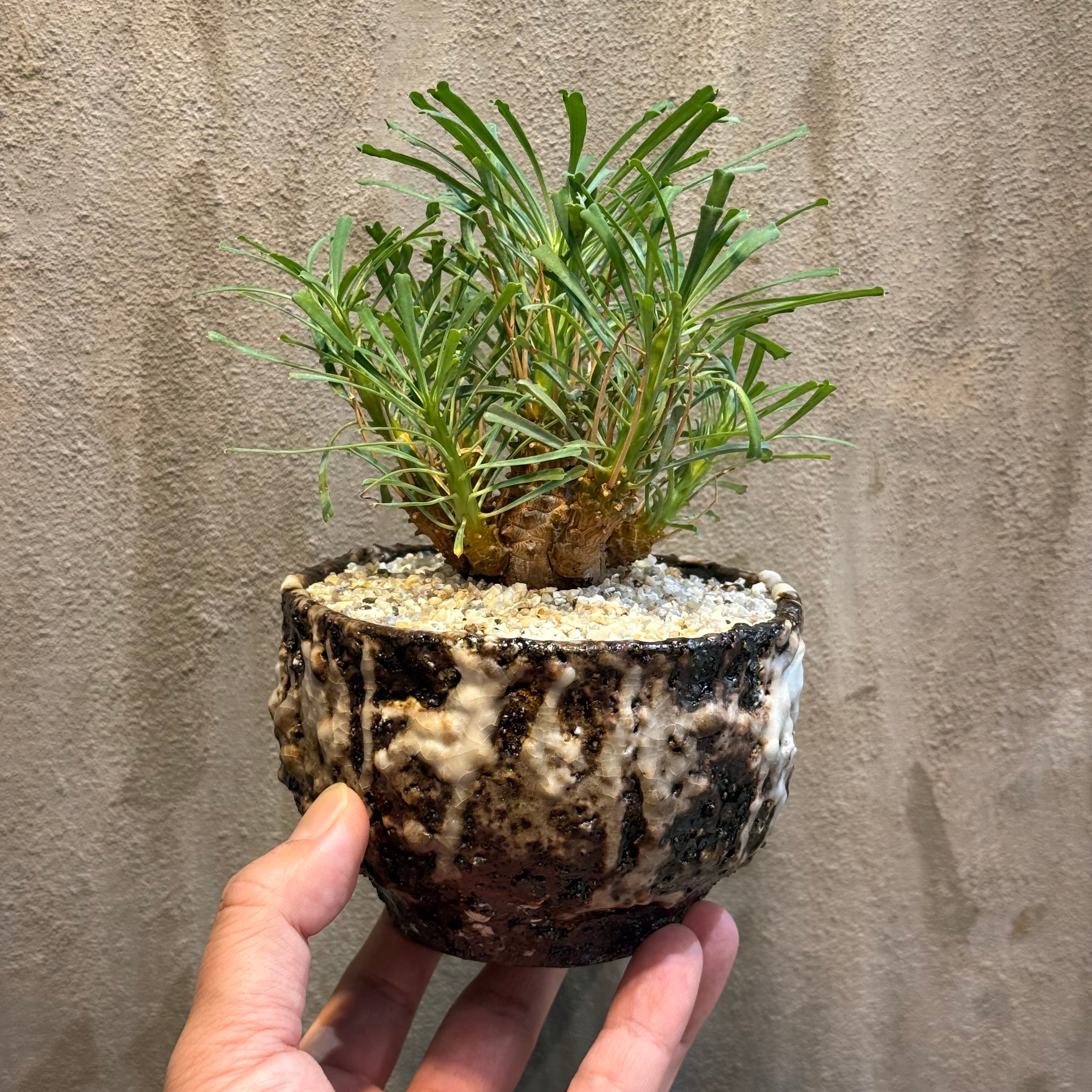 植物×作家鉢 【植え込み済み】 | A-PLANTS