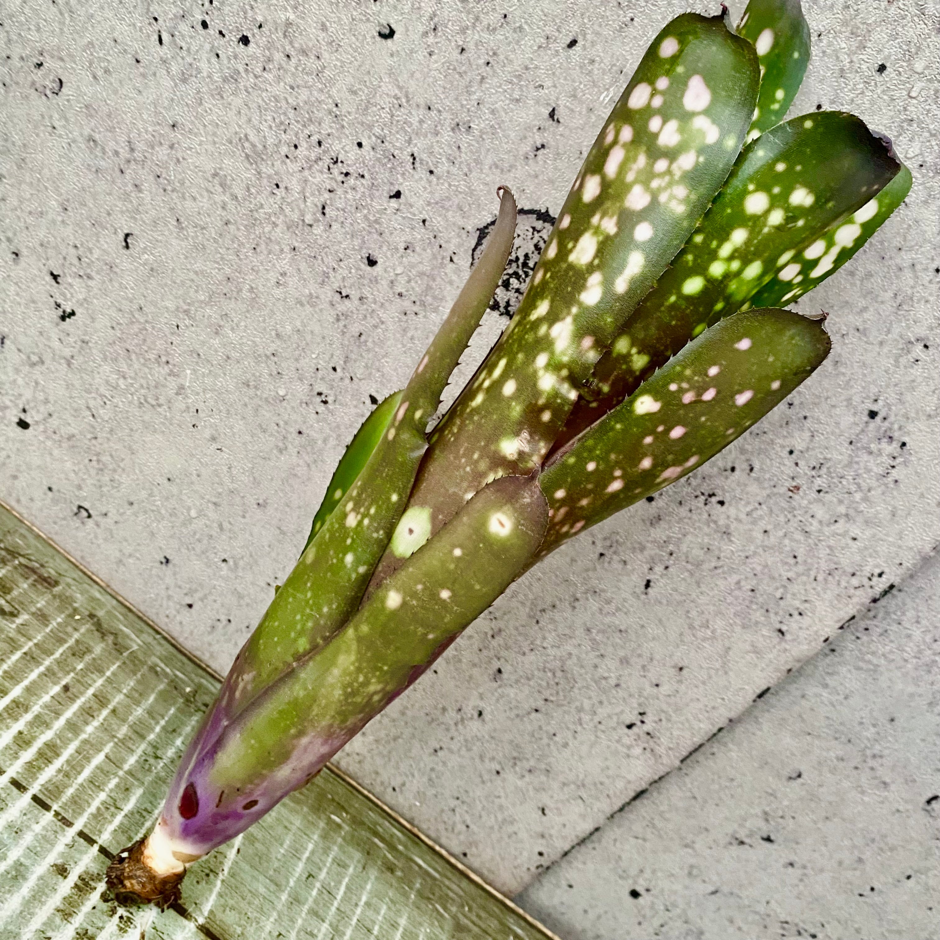 大サイズです！フペルジア『Bai hop Dan』 | Planet Plants プラネット