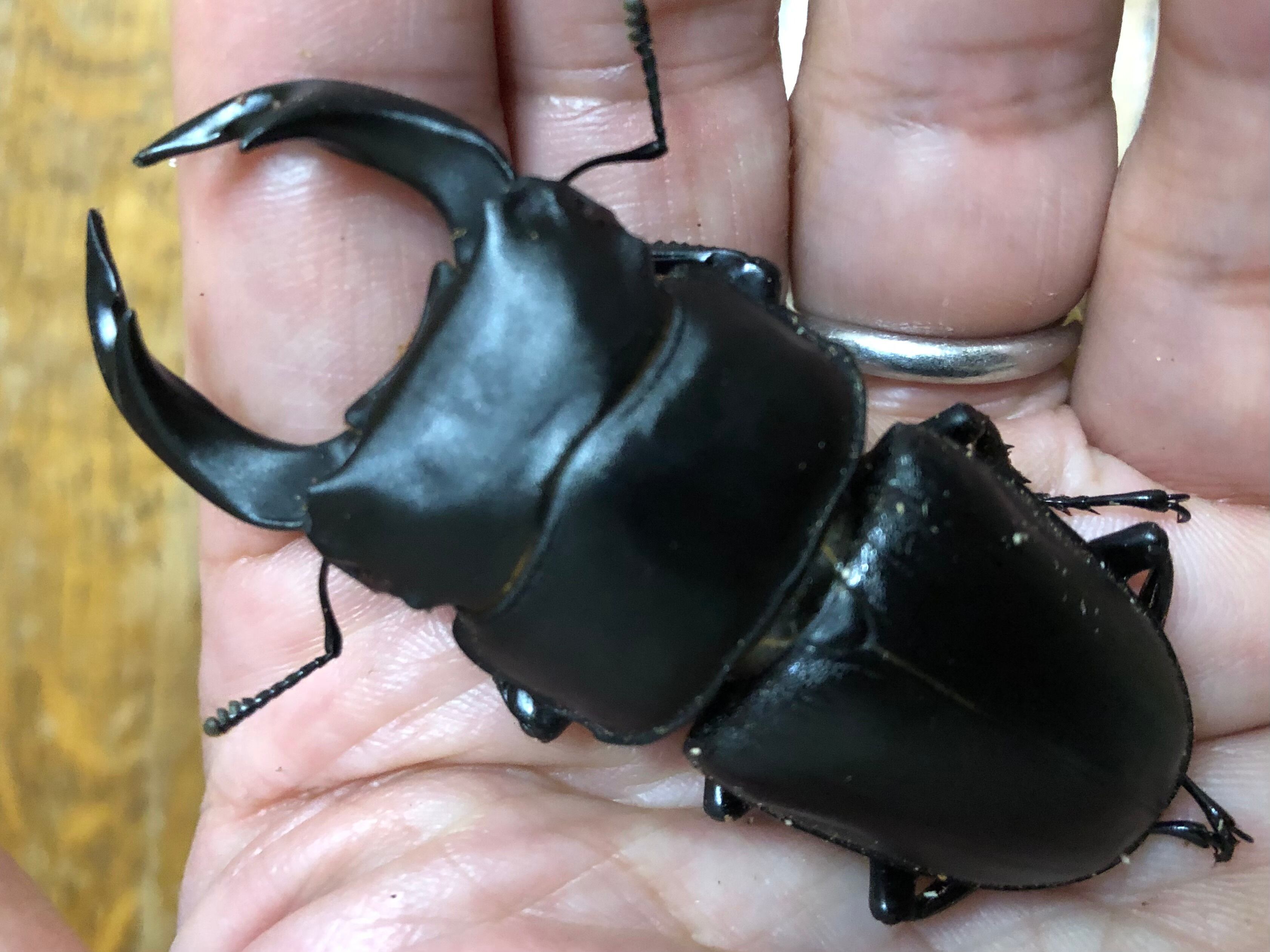 能勢YG血統♀3頭（54.7mm、51.5mm、47.6mm） 国産オオクワガタ能勢YG