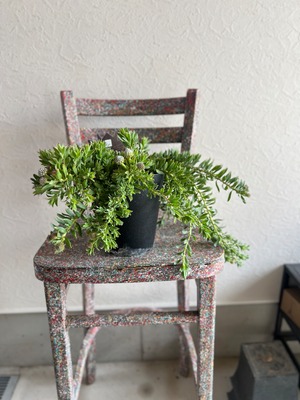 リューコスペルマム ハルバルー③