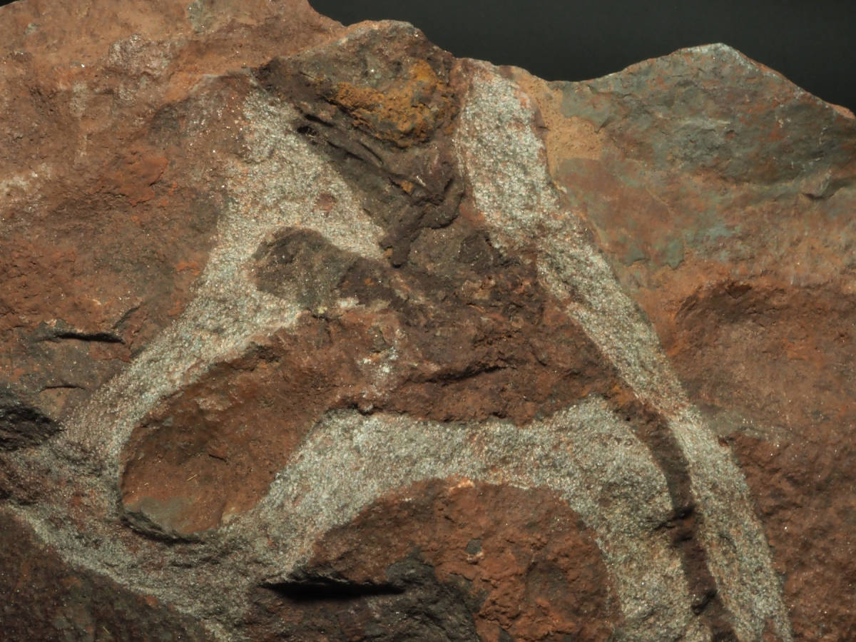 浮き付き！ウミユリの化石【Ascocystites ecrinaid】【1463 g