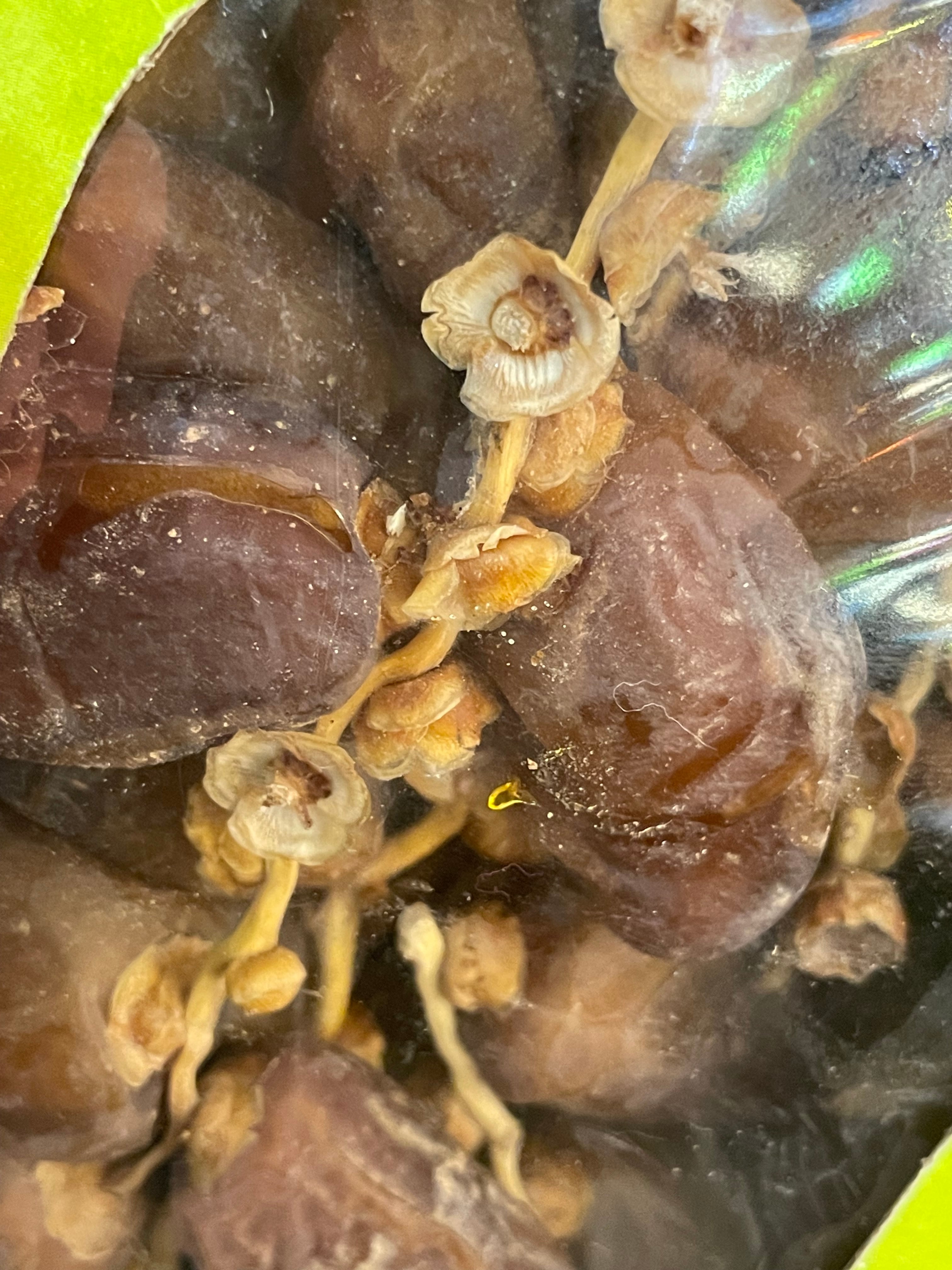 中東のなつめやし | zakurotokyo