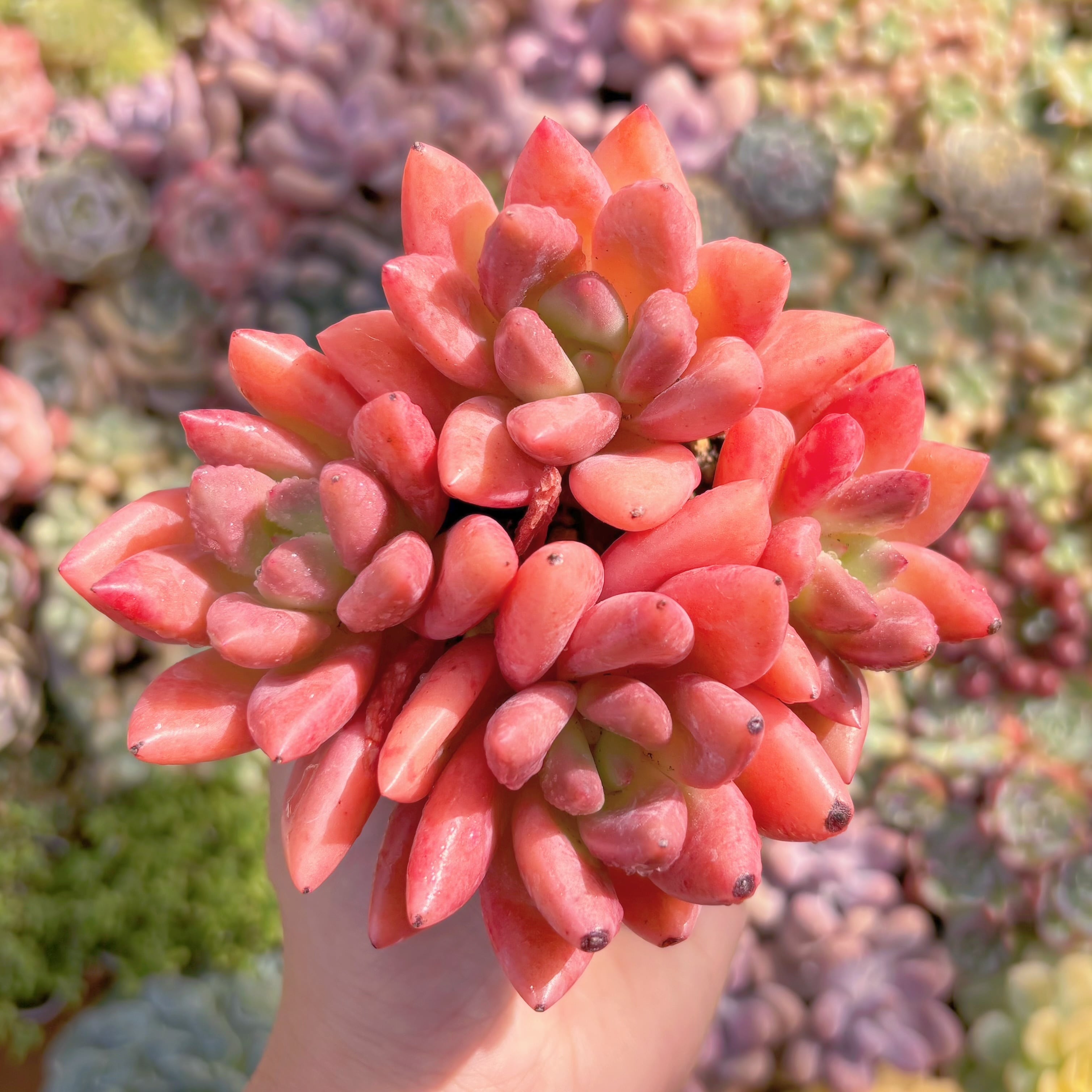 多肉植物　桜瓔珞　群生　新入荷　るる農園