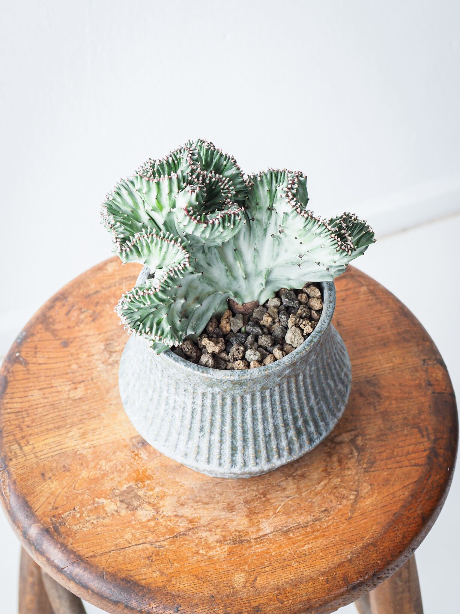 ユーフォルビア ラクテア ゴールドの陶器製ポット付き