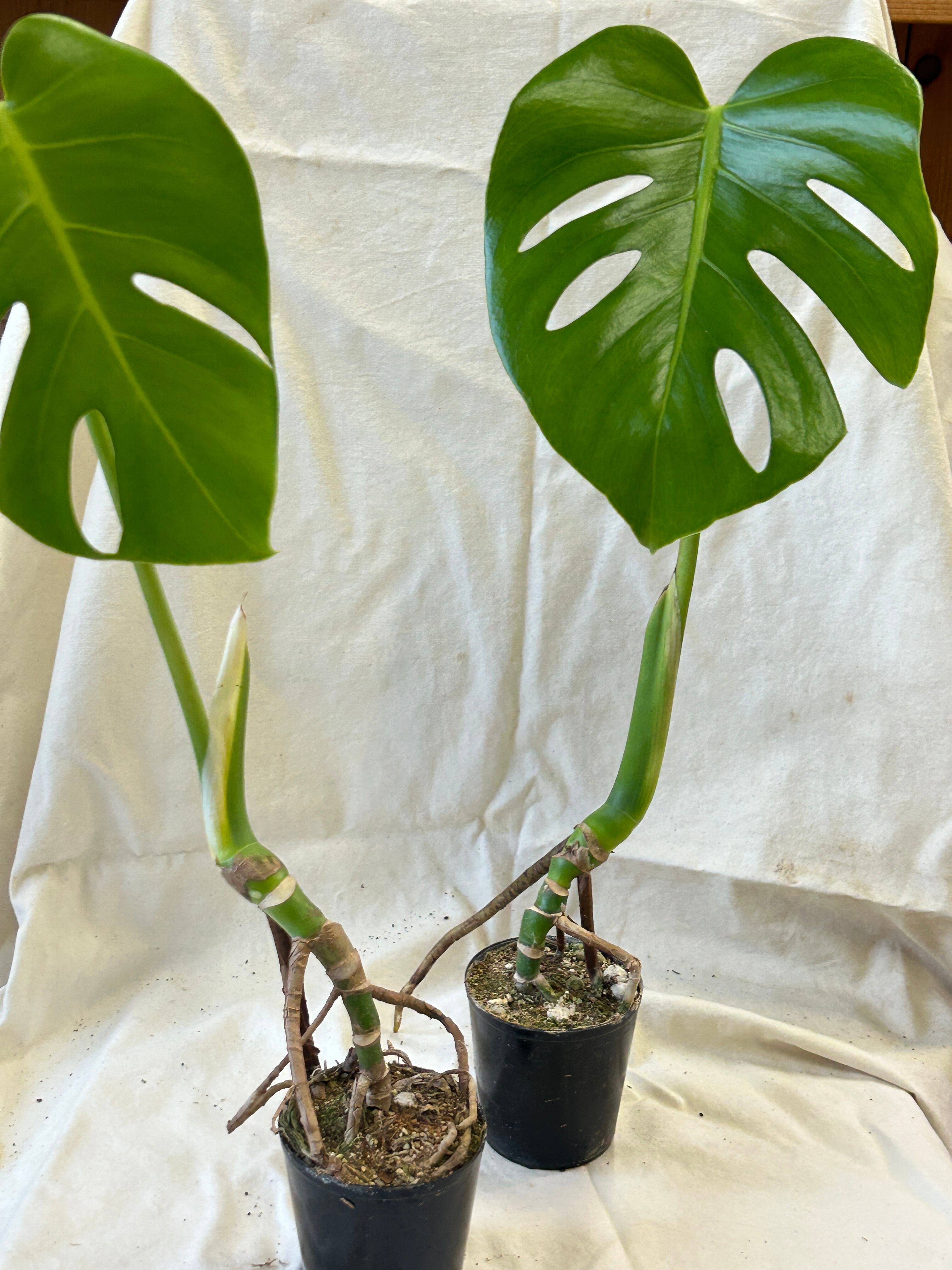 根上がり 幹立ち モンステラ 7号 大株 【公式通販】