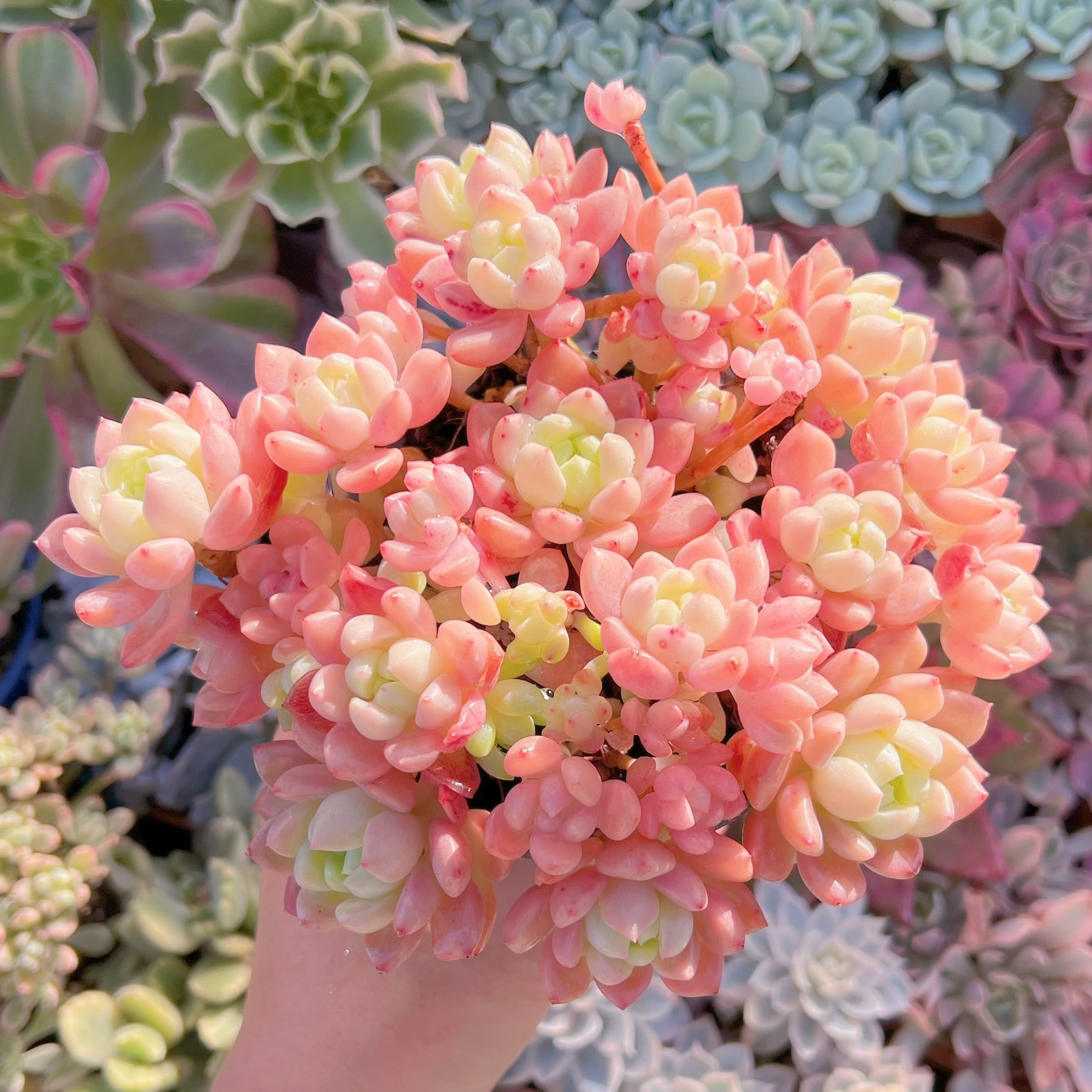 現品　プロリフェラxラウル#084   特大群生　るる農園