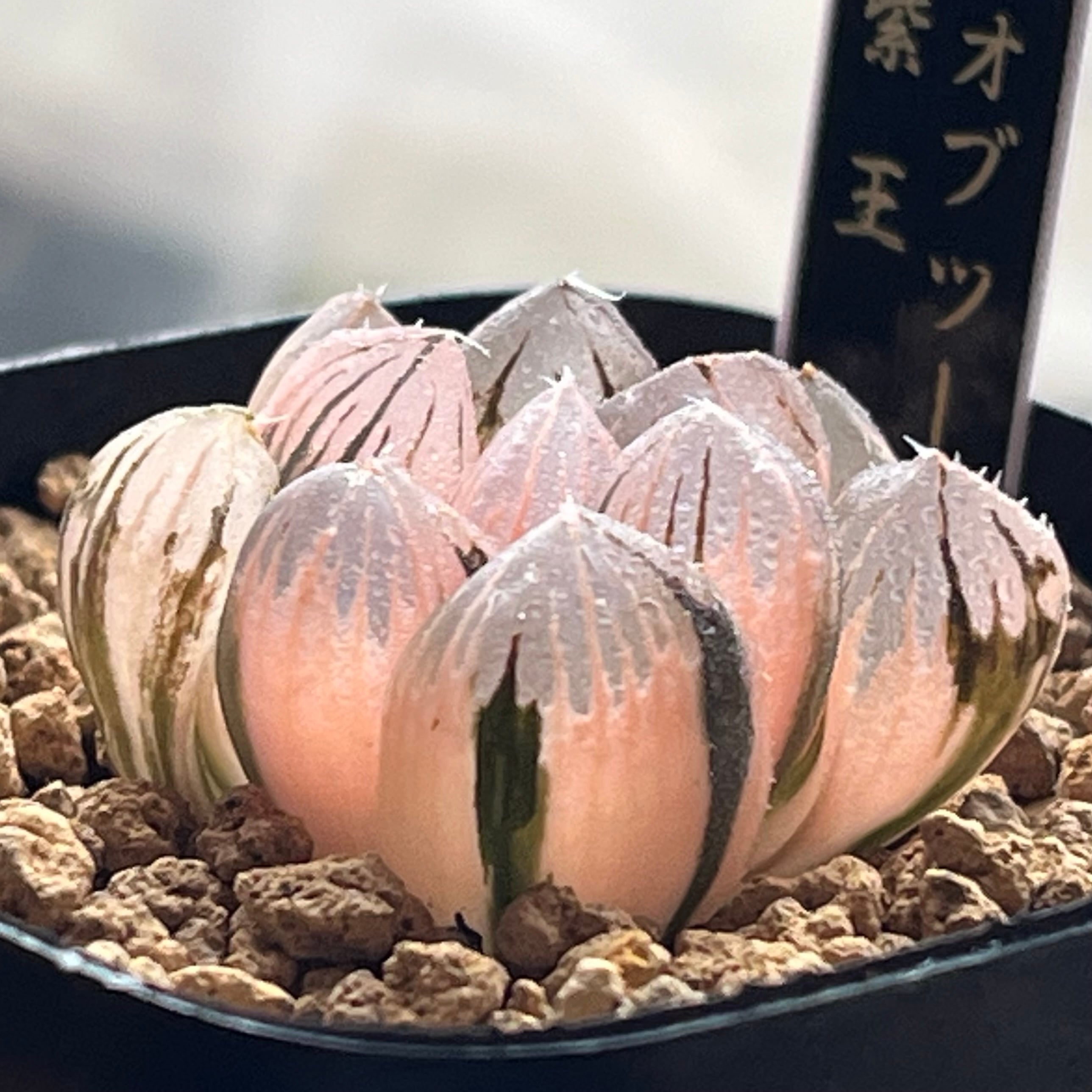 ハオルチア 紫王 オブツーサ錦 | mocono_plants