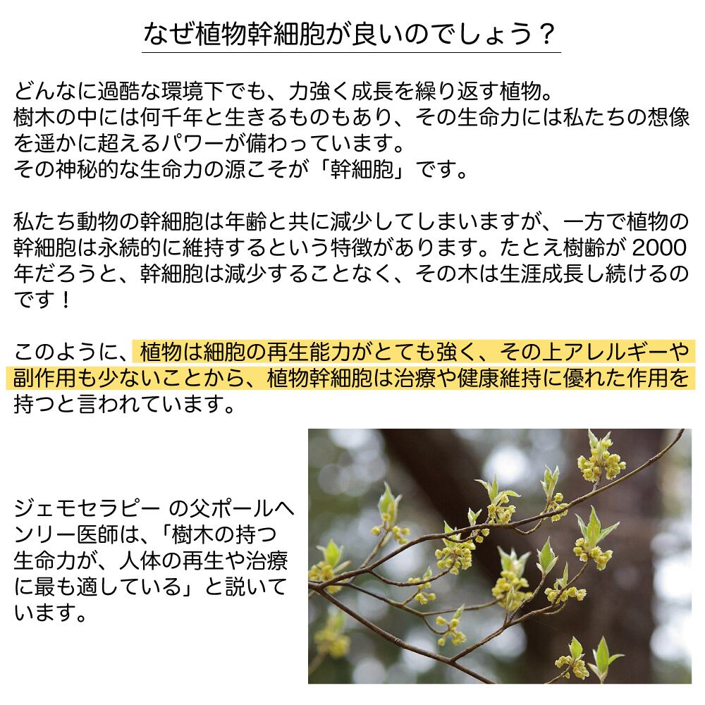 ジュニパー ジェモNo.1の強力な浄化と目覚めのエッセンス 精神と肉体の大掃除 身体機能を呼び起す 50ml