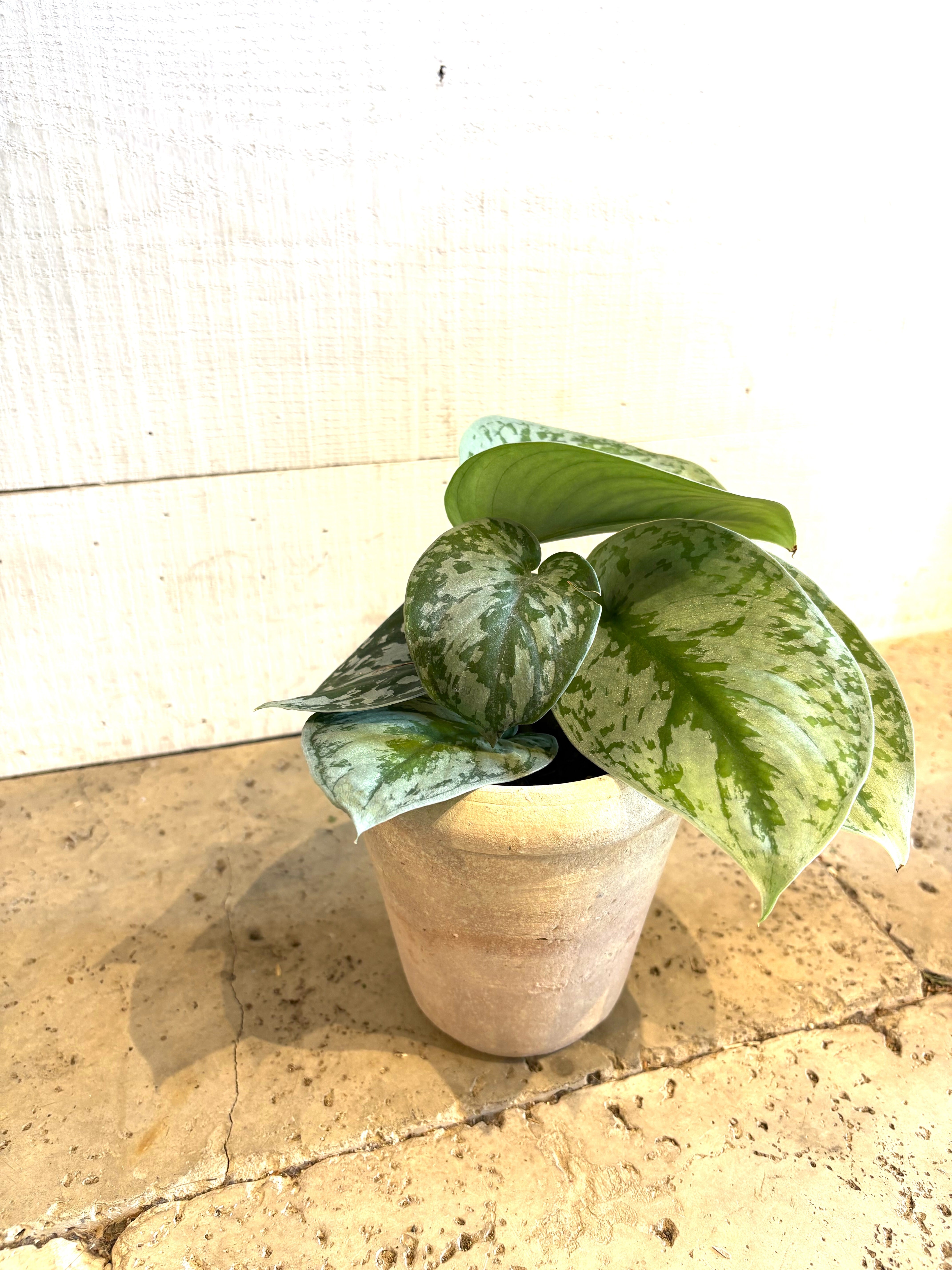チュニジアンポット （左:MP / 右:CR） | Botanical56