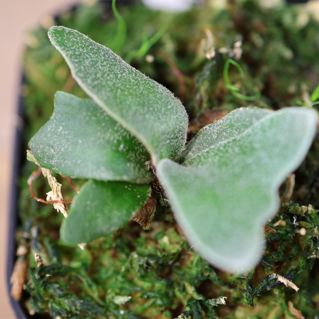 700『ビカクシダ ウィリンキー Masayu TC』 観葉植物【送料無料