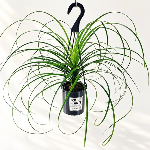 トックリラン 観葉植物 calm cafe