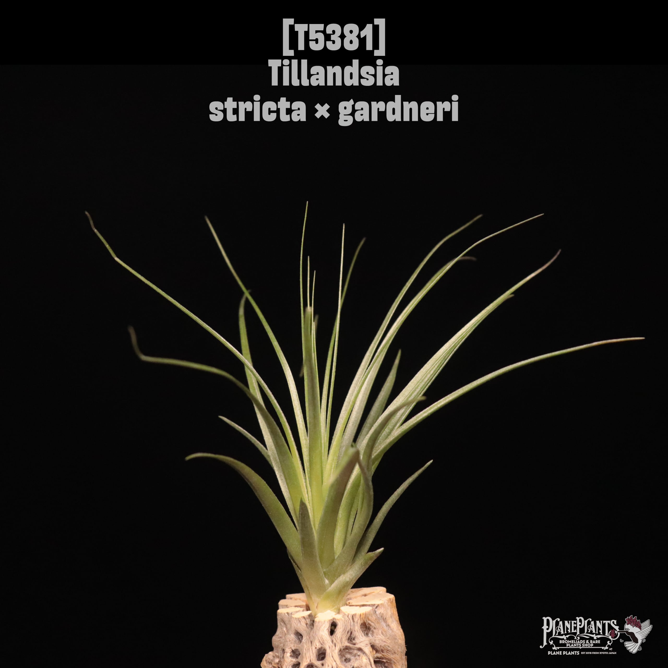 Billbergia 'Incendiary delight' B0189 【公式通販】