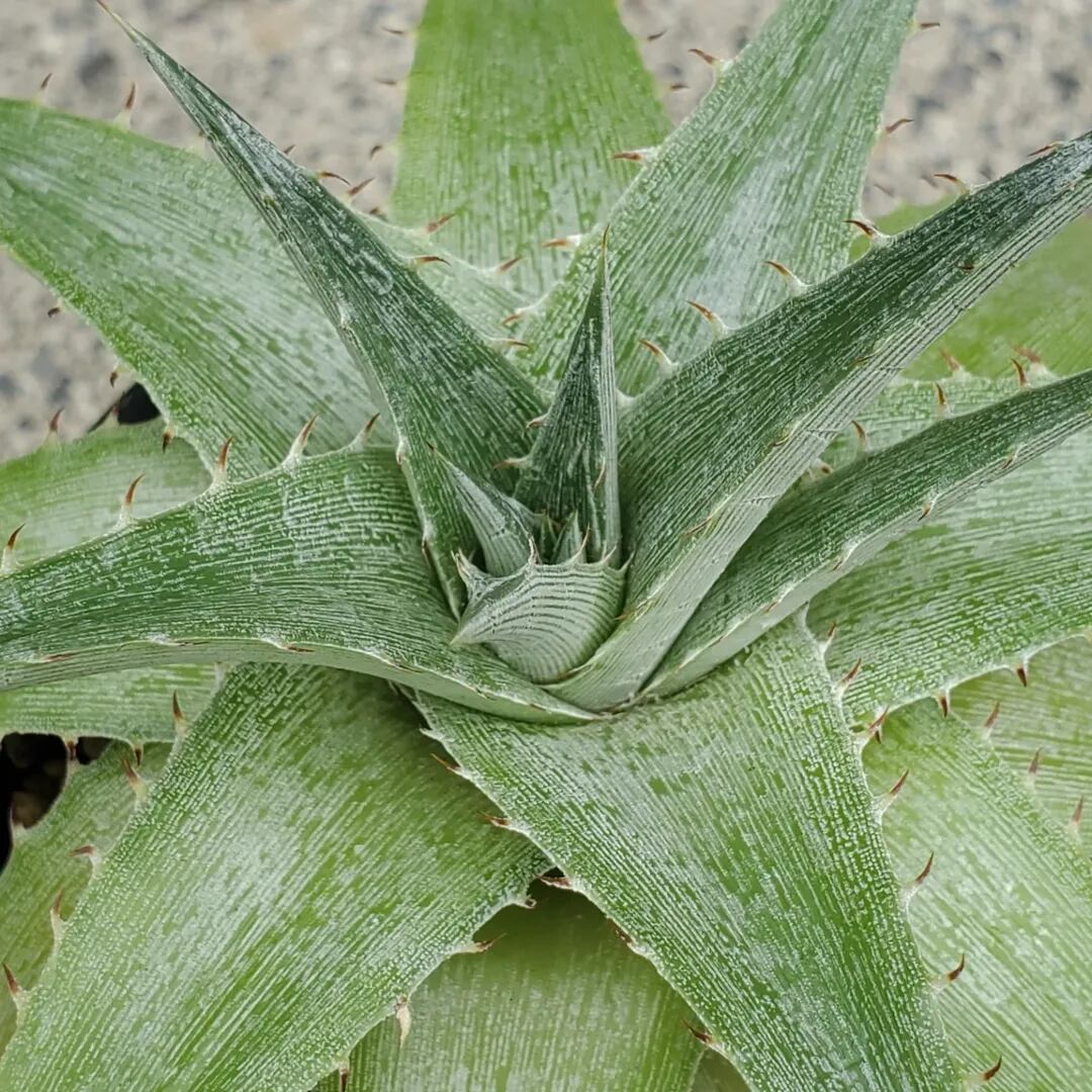F00285_Dyckia macedoi x Bill Baker Hybrid (Green Select