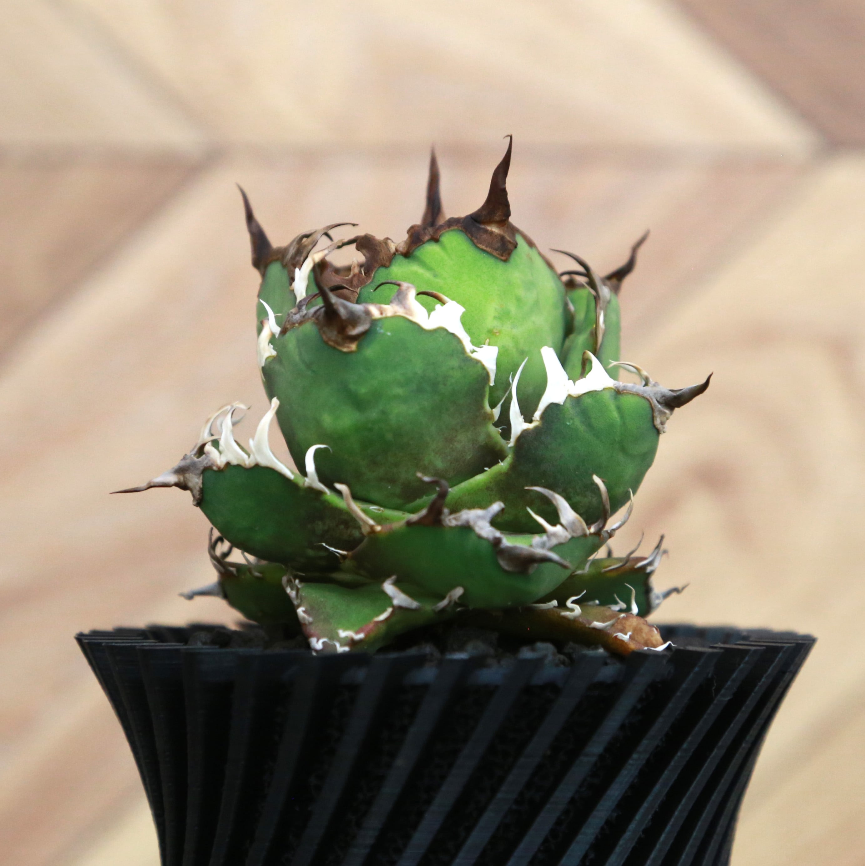 Agave Titanota Super Red Catweezle アガベ チタノタ スーパーレッド