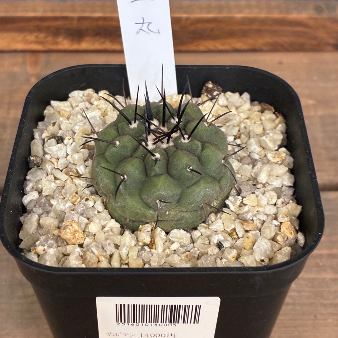 【Copiapoa】サボテン　コピアポア　黒王丸実生【928】【再撮影】