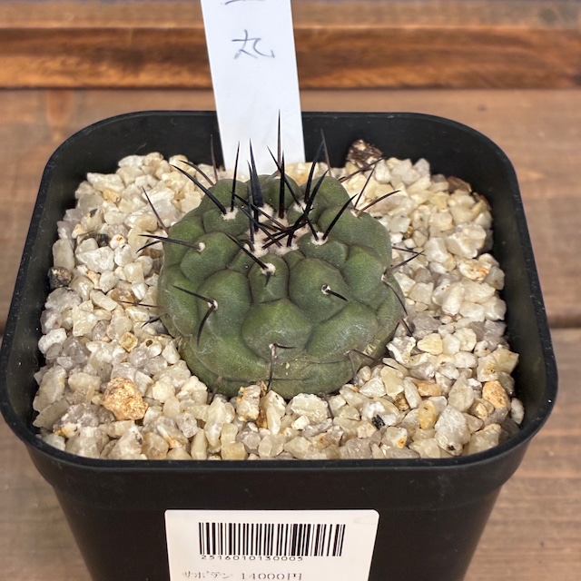 【Copiapoa】サボテン　コピアポア　黒王丸実生【928】【再撮影】