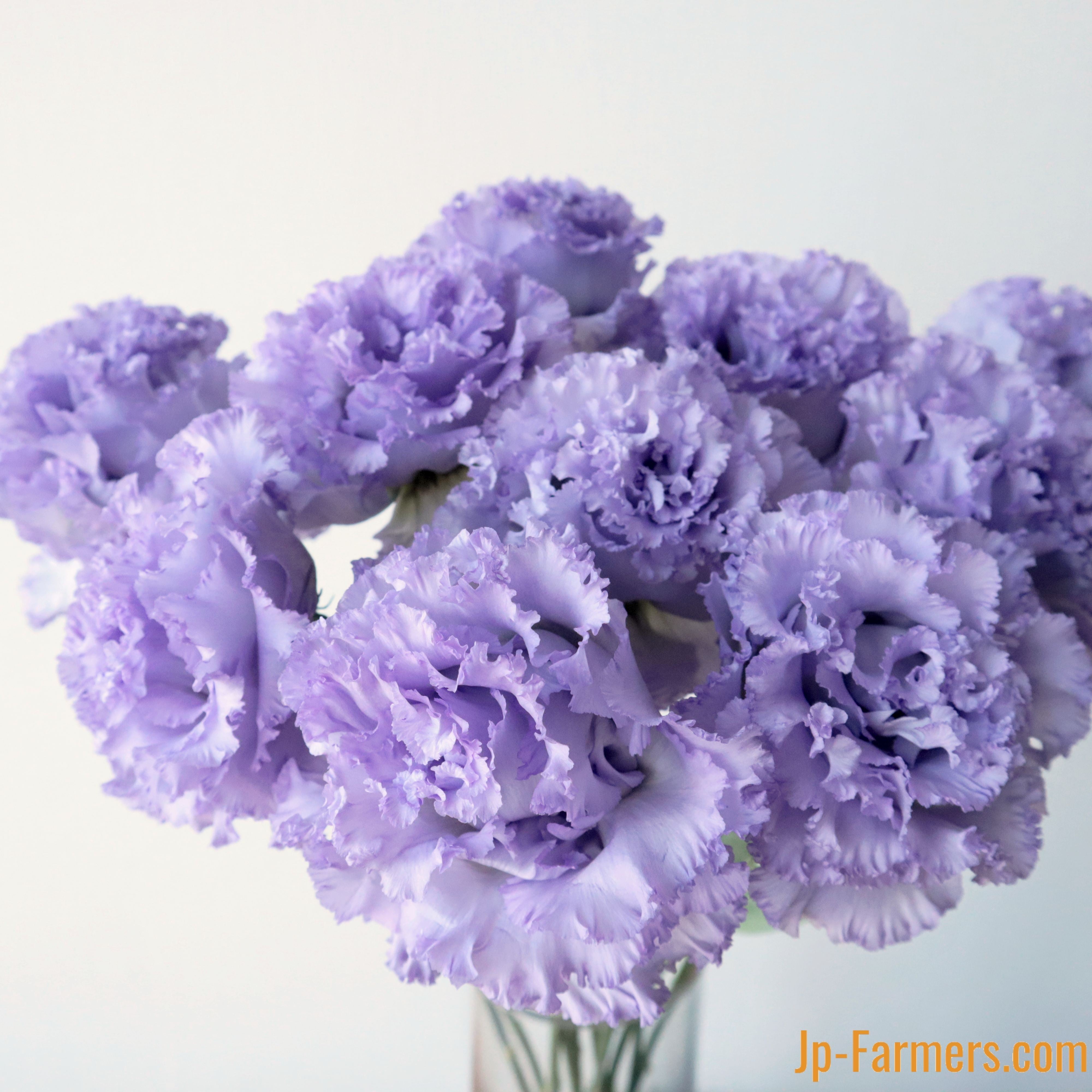 夏☀︎SALE！ユーカリと紫陽花のラベンダーカラーハーフリース　バラプルモルサ 夏☀︎SALE！ユーカリと紫陽花のラベンダーカラーハーフリース