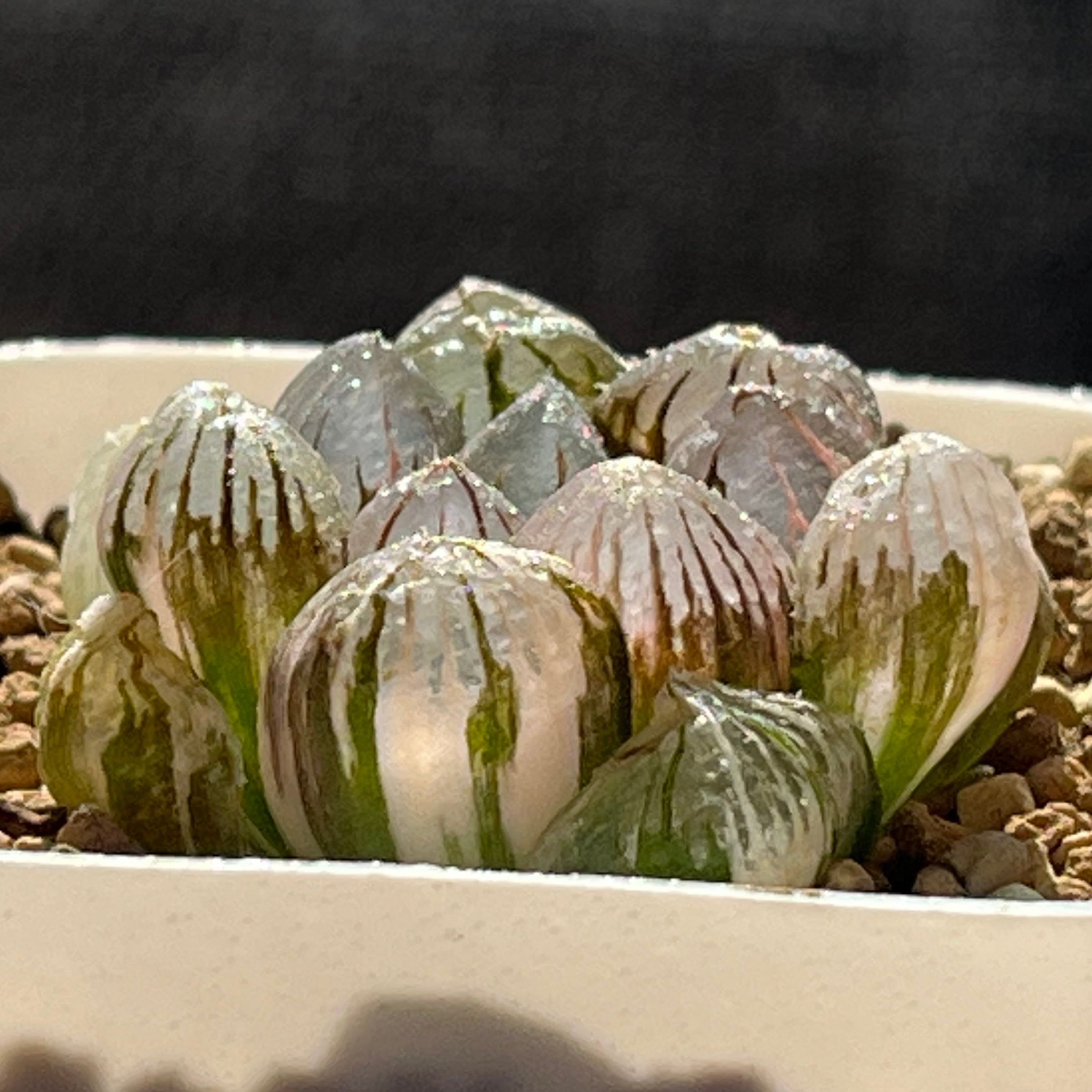 ハオルチア 紫王 オブツーサ錦 | mocono_plants