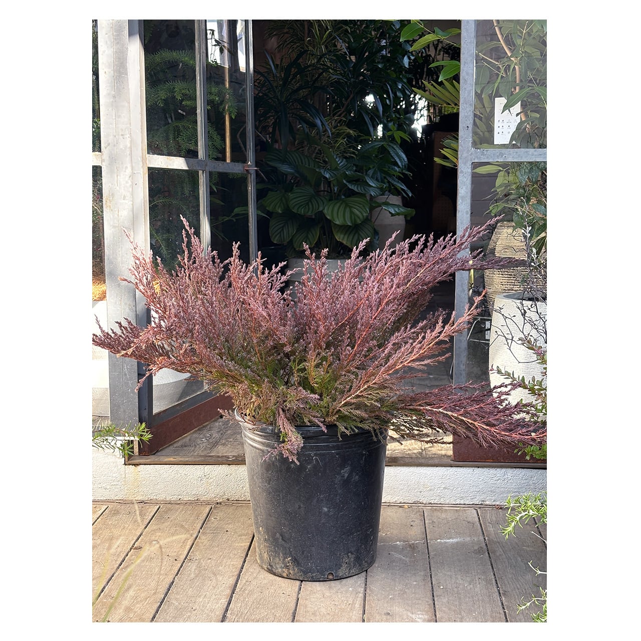 Juniperus horizontalis 'Youngstown' | Seeding