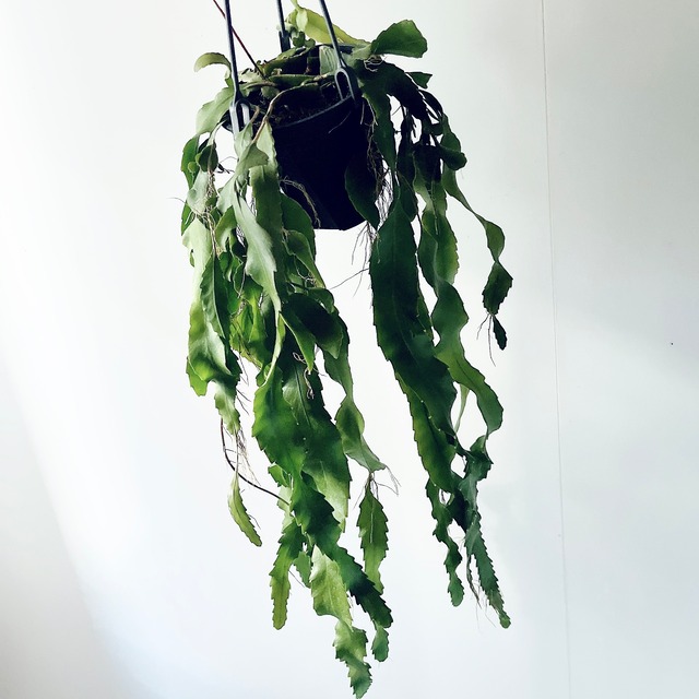 森のカーテン✳︎レピスミウム ホーレティアナム 希少 観葉植物 calm cafe p